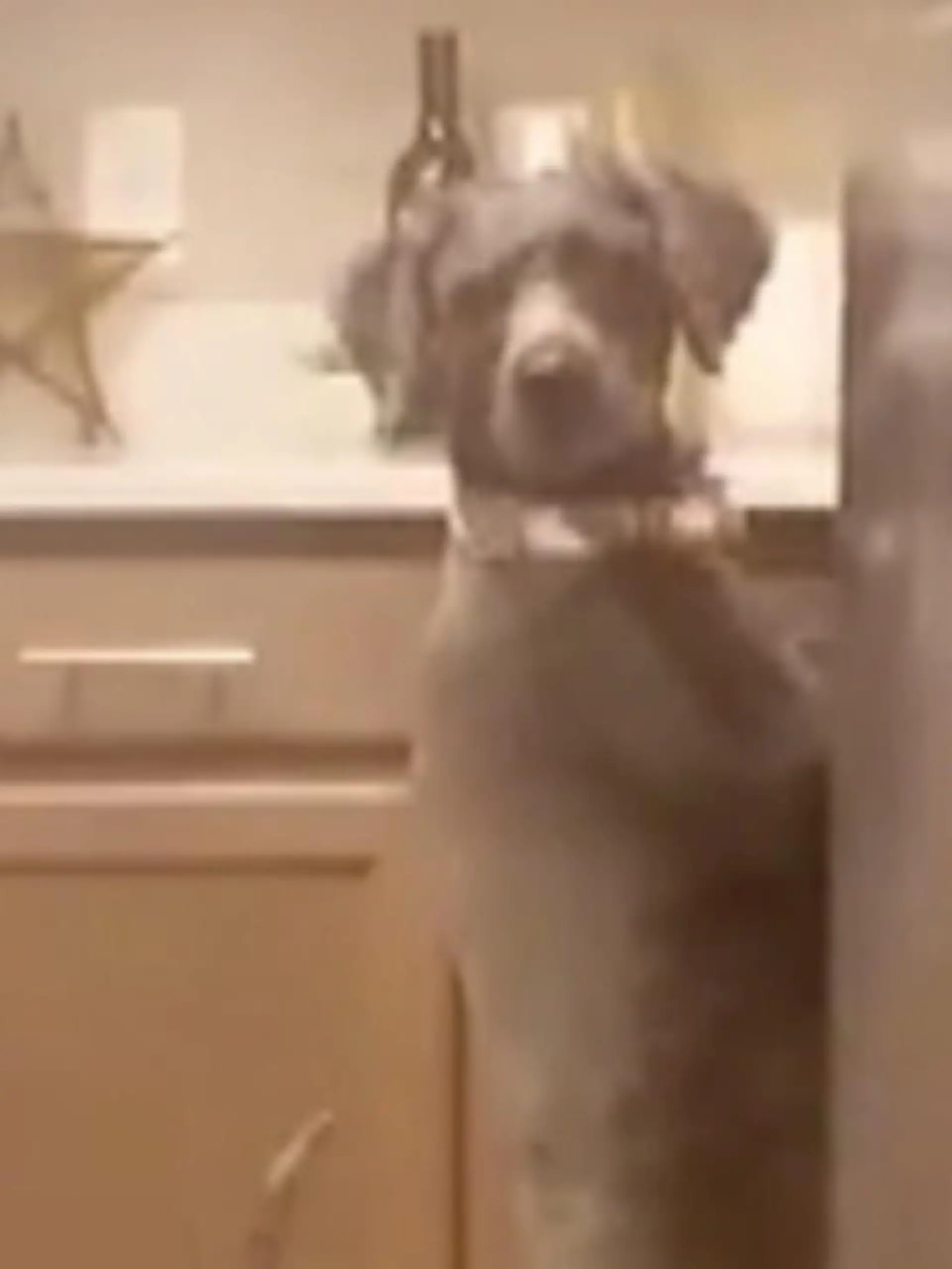 Bild zu: "Hund starrt in die Spüle und wird ertappt"