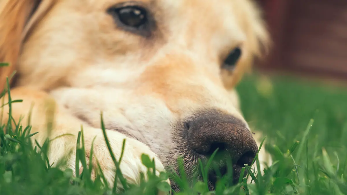 Hund weint.jpg