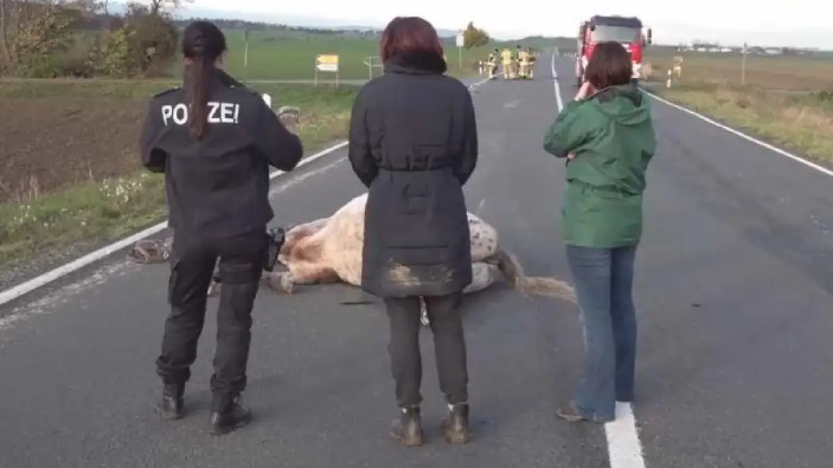 Zwei Autos krachten in die Tiere.