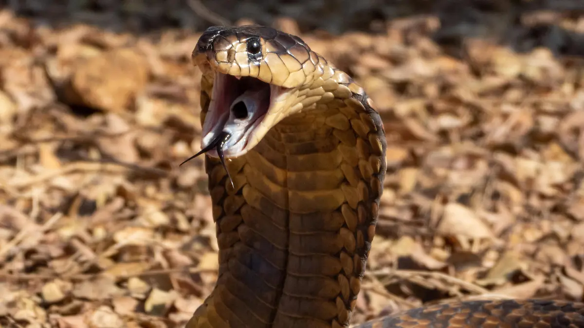 Snouted Cobra (Naja annulifera) from South Africa
