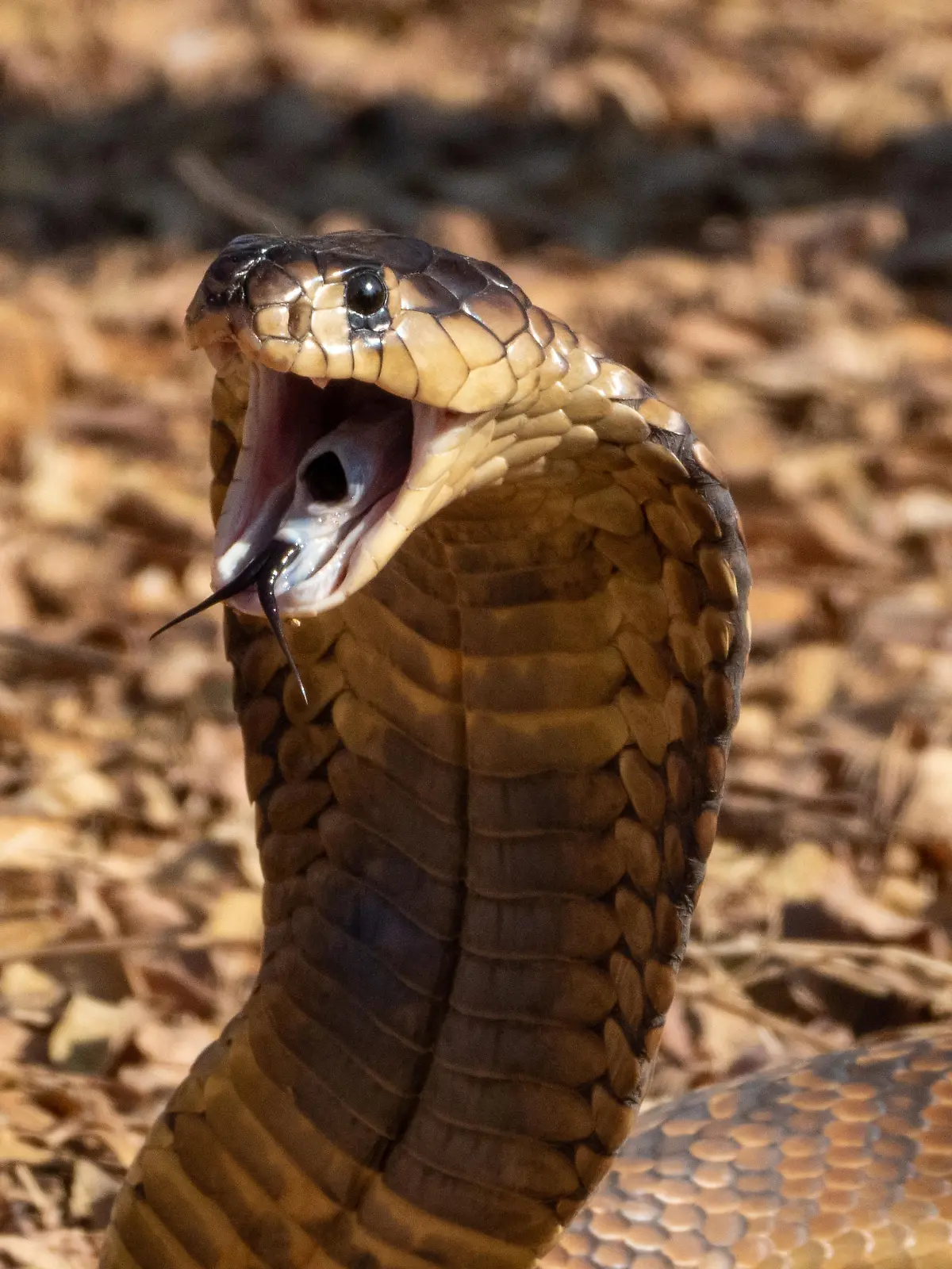 Snouted Cobra (Naja annulifera) from South Africa