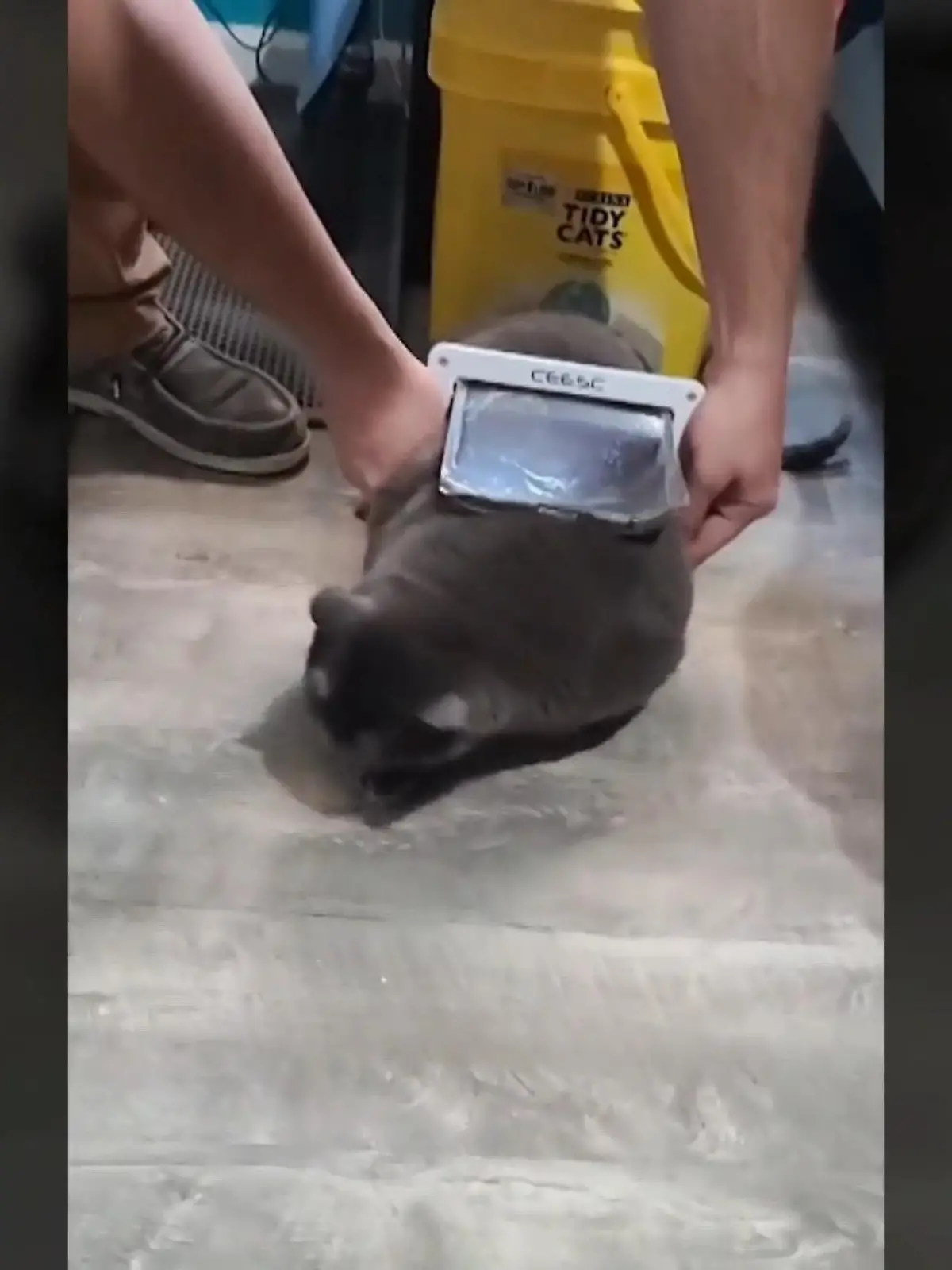 Ein Ehepaar bestellt eine Katzenklappe für ihre Katzen im Internet, vergisst jedoch ihre Tiere auszumessen.