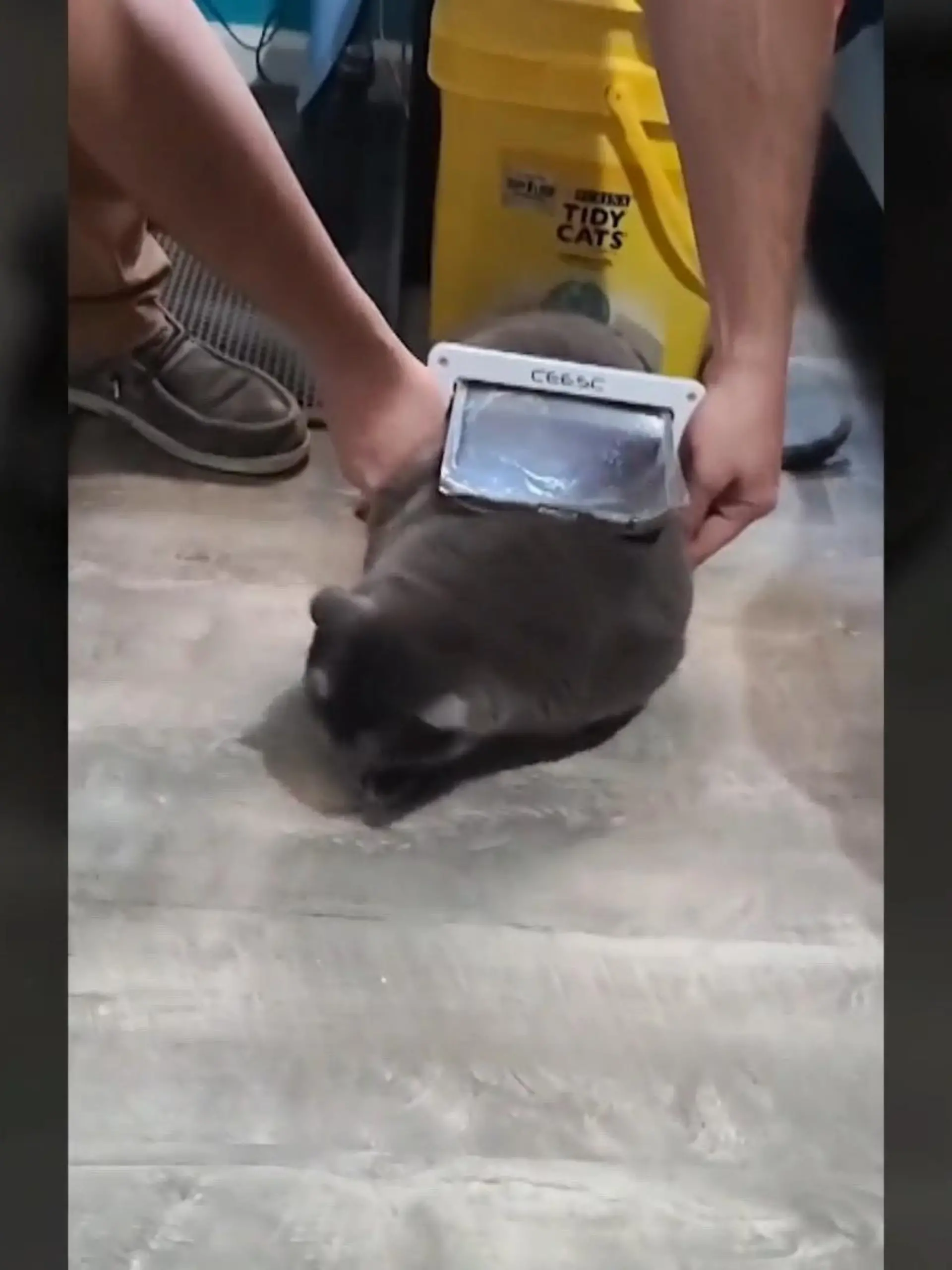 Ein Ehepaar bestellt eine Katzenklappe für ihre Katzen im Internet, vergisst jedoch ihre Tiere auszumessen.