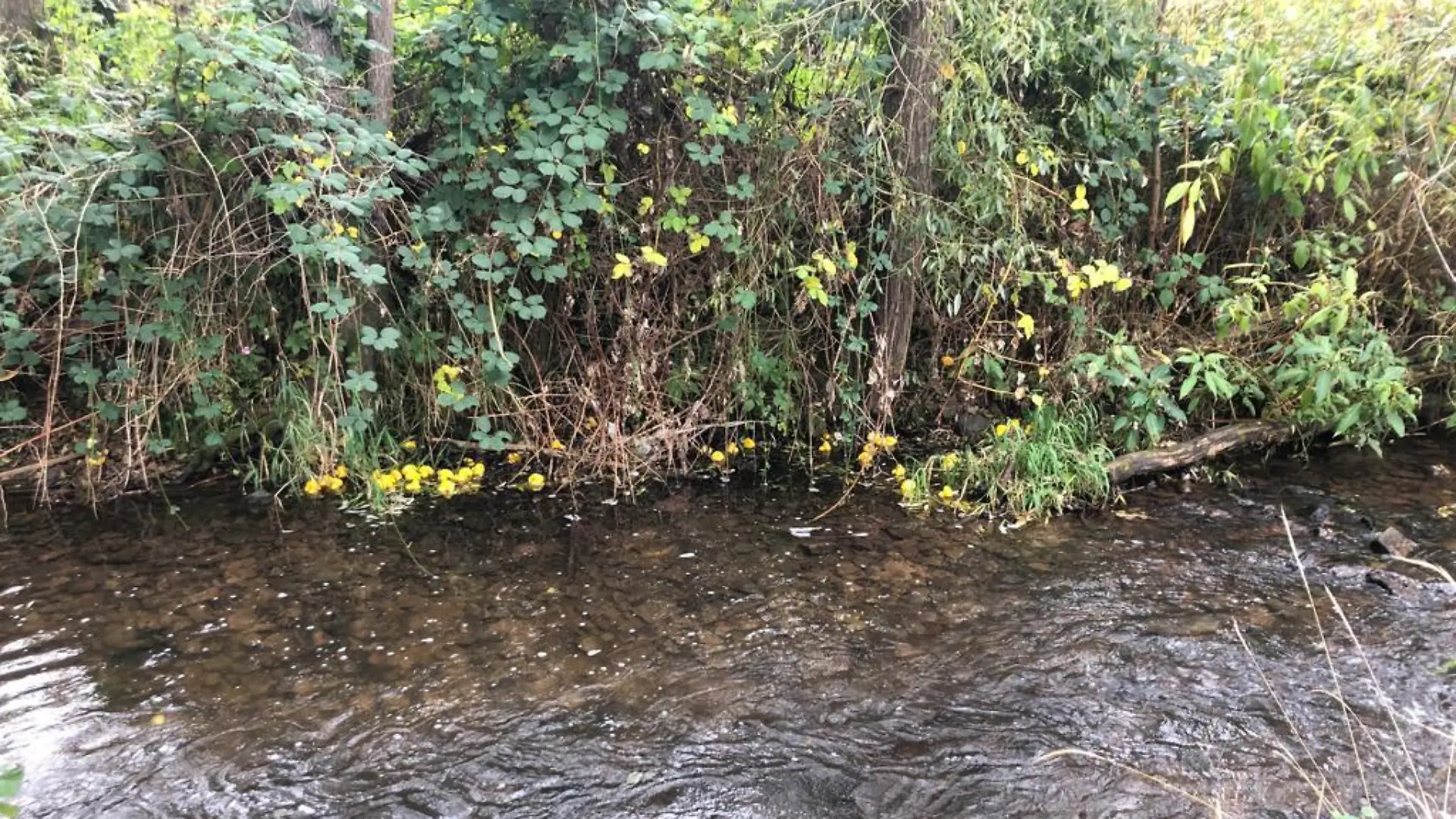 Badeentchen gefangen im Dornenbusch