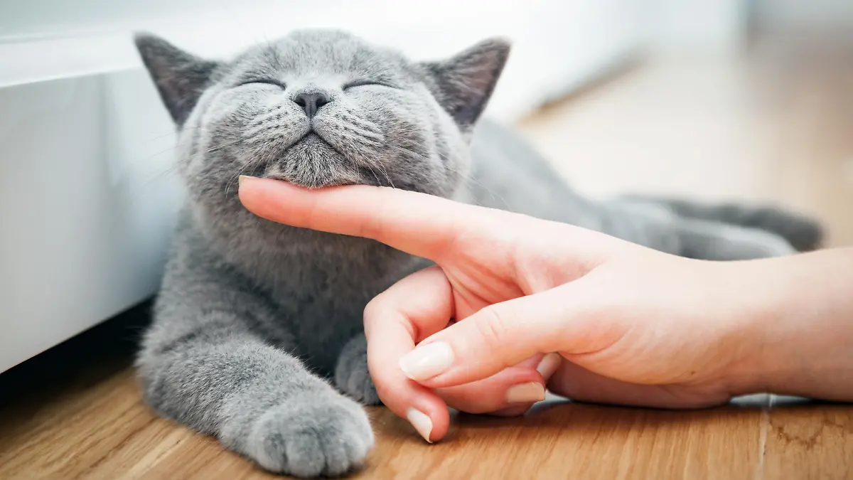 Happy kitten likes being stroked by woman's hand. The British Shorthair