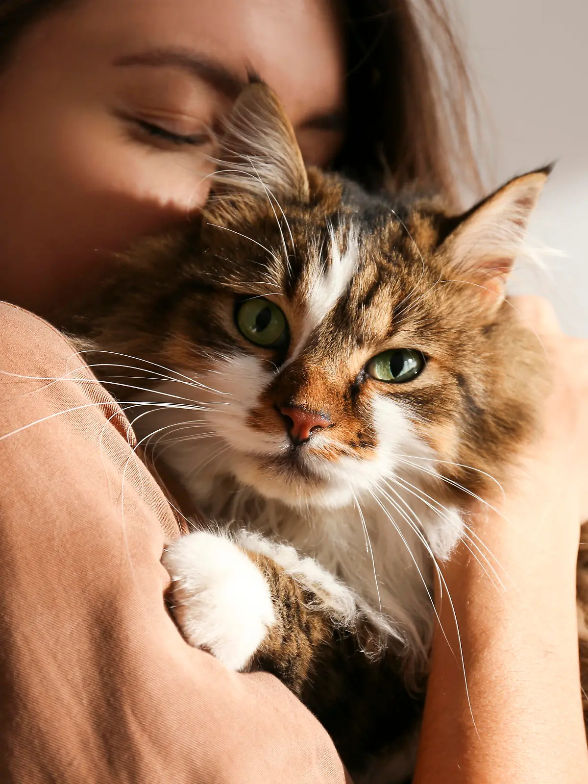 Portrait of young woman holding cute siberian cat with green eyes. Female hugging her cute long hair kitty. Background, copy space, close up. Adorable domestic pet concept.