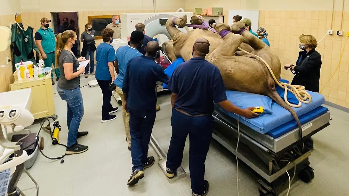 Nashorn Oz musste sich wegen einer Schwellung ins CT begeben.