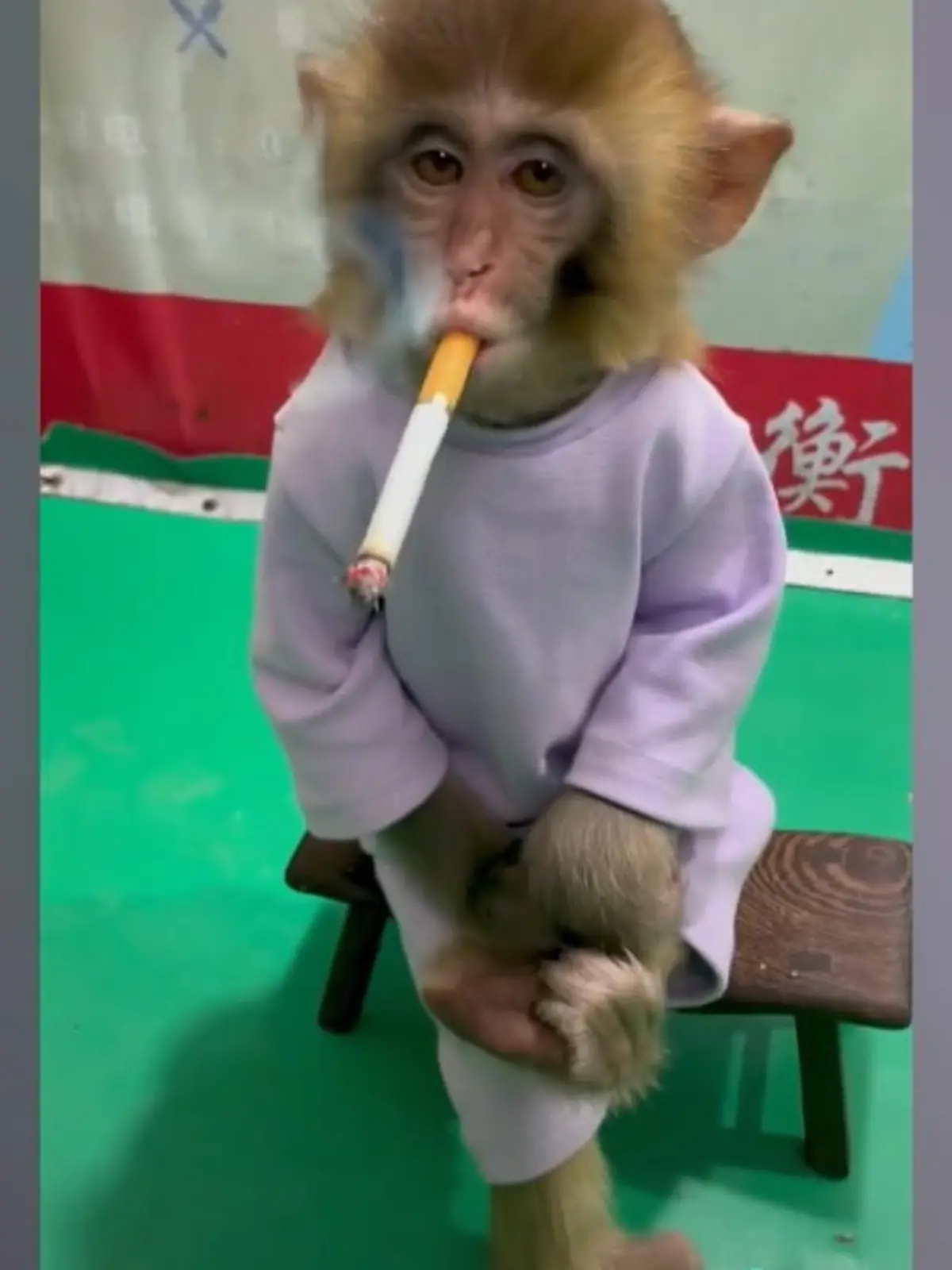 Ein chinesischer Zoo filmt ein Äffchen mit Zigarette als Anti-Raucher-Sport und löst damit eine Welle der Kritik aus.
