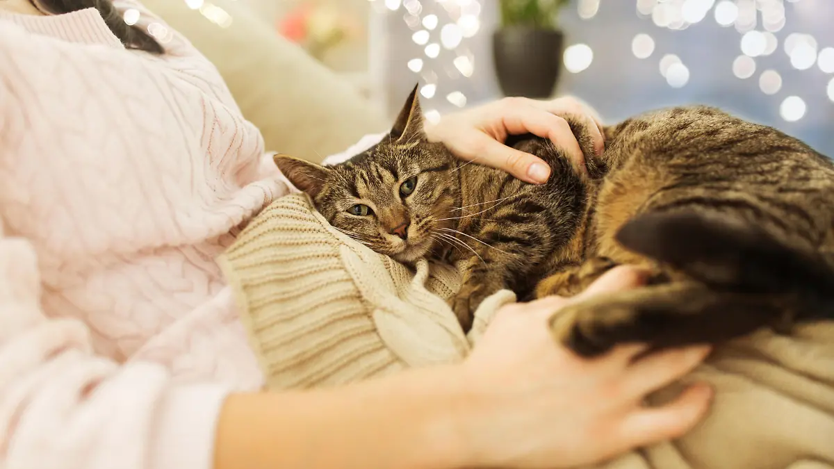 pets, hygge and people concept - close up of female owner with tabby cat in bed at home || Modellfreigabe vorhanden