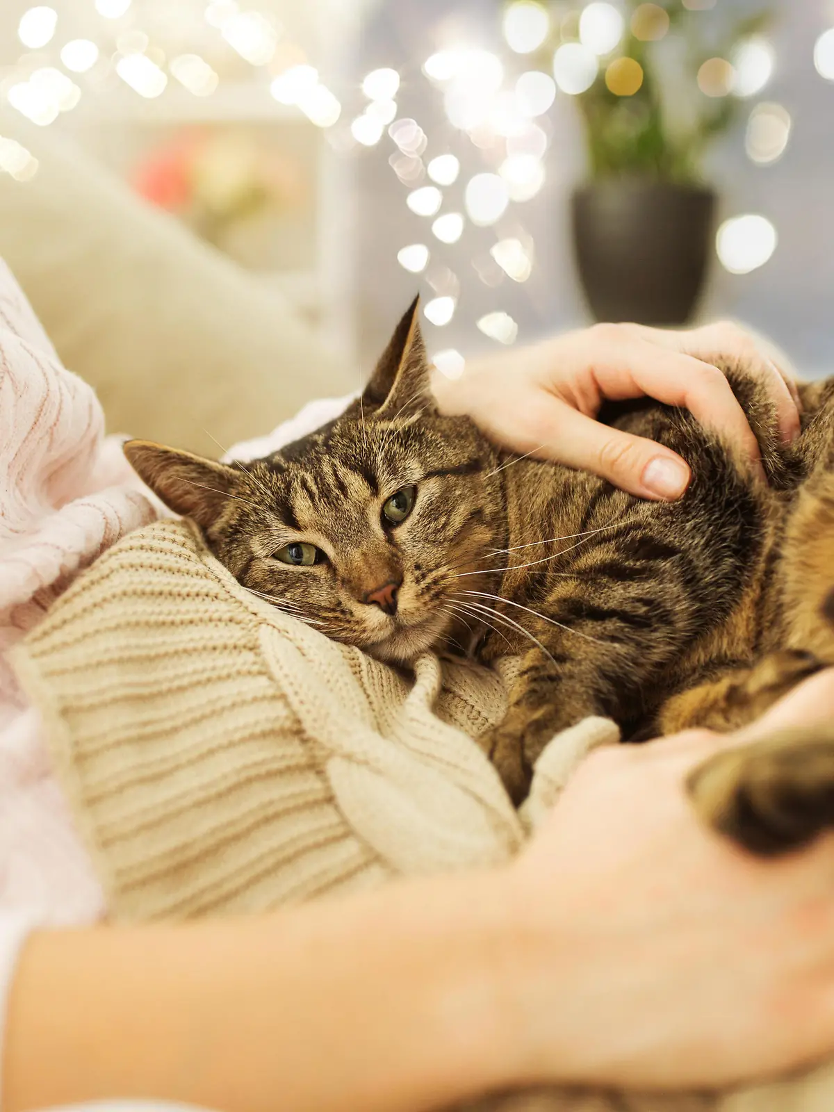 pets, hygge and people concept - close up of female owner with tabby cat in bed at home || Modellfreigabe vorhanden