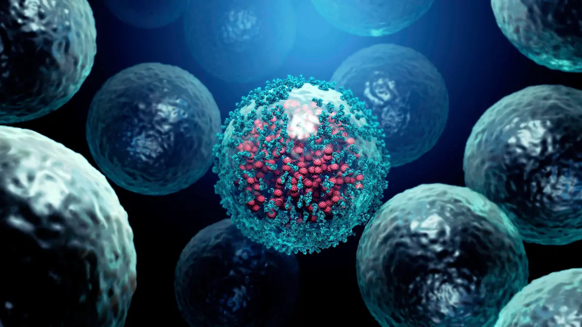  Immune response to viral infection, illustration Illustration of antibodies blue attaching to a coronavirus red infected cell. Antibodies bind to specific antigens, for instance viral proteins displayed on the surface of infected cells, marking them for destruction by phagocyte immune cells. *** Immune response to viral infection, illustration Illustration of antibodies blue attaching to a coronavirus red infected cell Antibodies bind to specific antigens, for instance viral proteins displayed on the surface of infected cells, marking them for destruction by phagocyte immune cells PUBLICATIONxINxGERxSUIxHUNxONLY DESIGNxCELLS/SCIENCExPHOTOxLIBRARY F029/7942