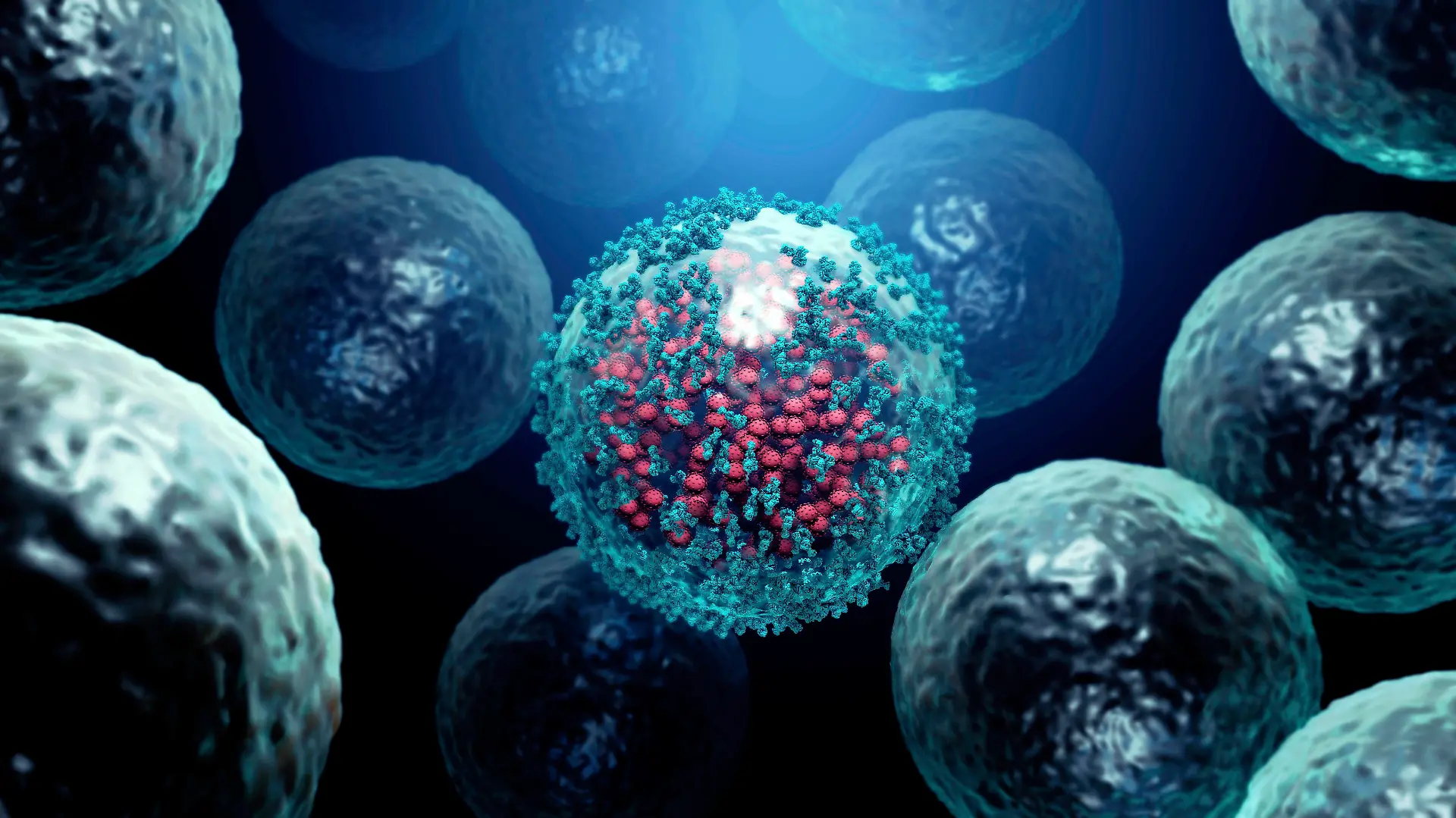  Immune response to viral infection, illustration Illustration of antibodies blue attaching to a coronavirus red infected cell. Antibodies bind to specific antigens, for instance viral proteins displayed on the surface of infected cells, marking them for destruction by phagocyte immune cells. *** Immune response to viral infection, illustration Illustration of antibodies blue attaching to a coronavirus red infected cell Antibodies bind to specific antigens, for instance viral proteins displayed on the surface of infected cells, marking them for destruction by phagocyte immune cells PUBLICATIONxINxGERxSUIxHUNxONLY DESIGNxCELLS/SCIENCExPHOTOxLIBRARY F029/7942