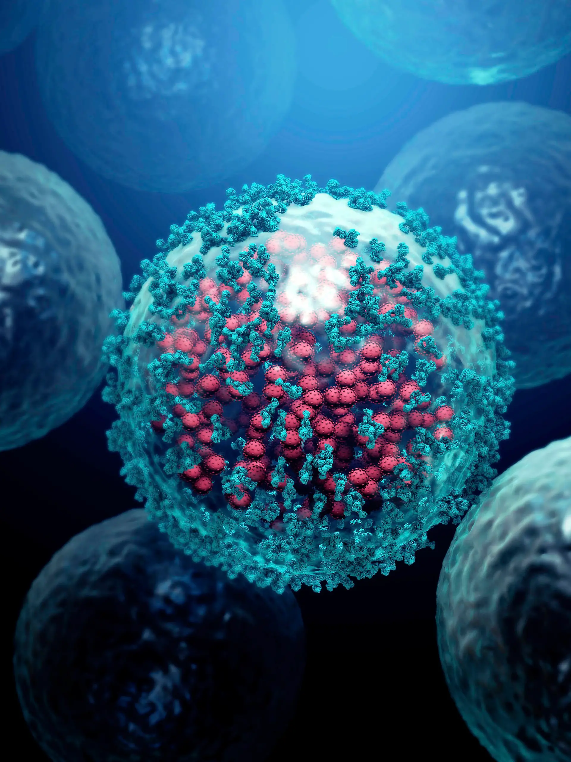  Immune response to viral infection, illustration Illustration of antibodies blue attaching to a coronavirus red infected cell. Antibodies bind to specific antigens, for instance viral proteins displayed on the surface of infected cells, marking them for destruction by phagocyte immune cells. *** Immune response to viral infection, illustration Illustration of antibodies blue attaching to a coronavirus red infected cell Antibodies bind to specific antigens, for instance viral proteins displayed on the surface of infected cells, marking them for destruction by phagocyte immune cells PUBLICATIONxINxGERxSUIxHUNxONLY DESIGNxCELLS/SCIENCExPHOTOxLIBRARY F029/7942