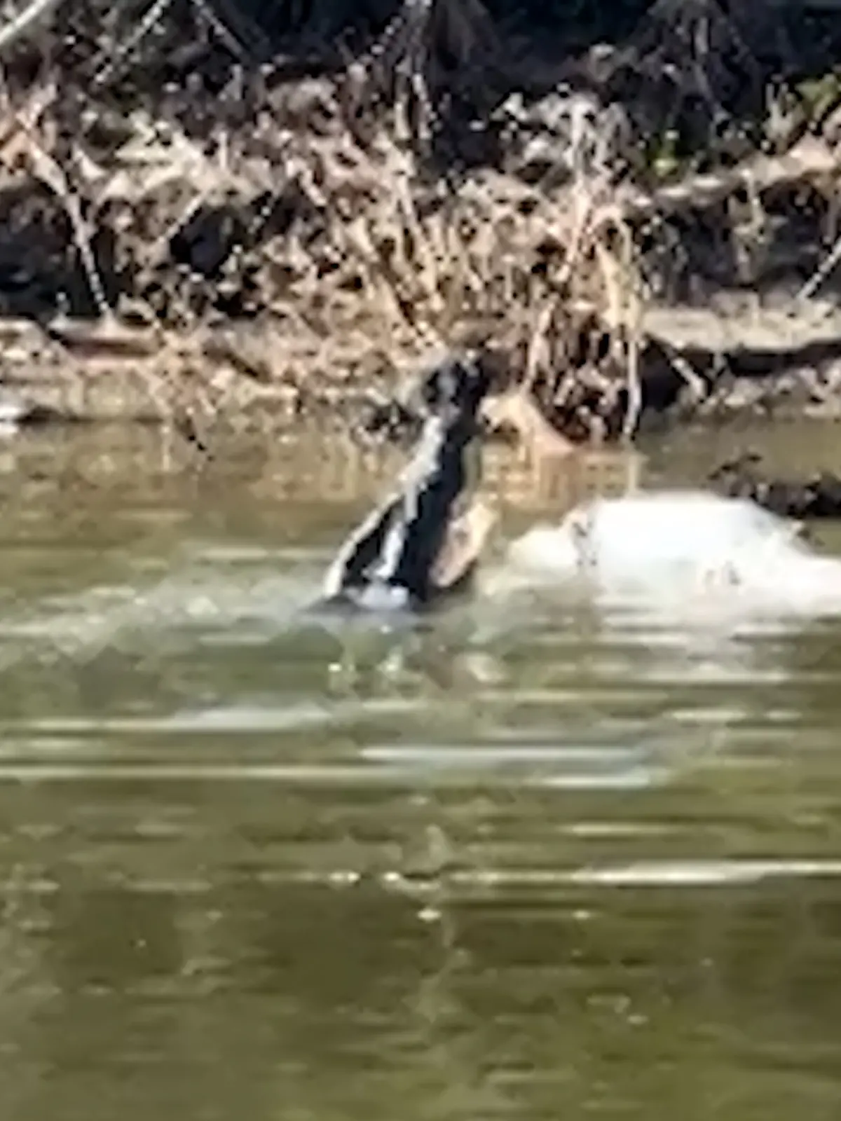 Ein Krokodil frisst ein anderes, totes Krokodil.