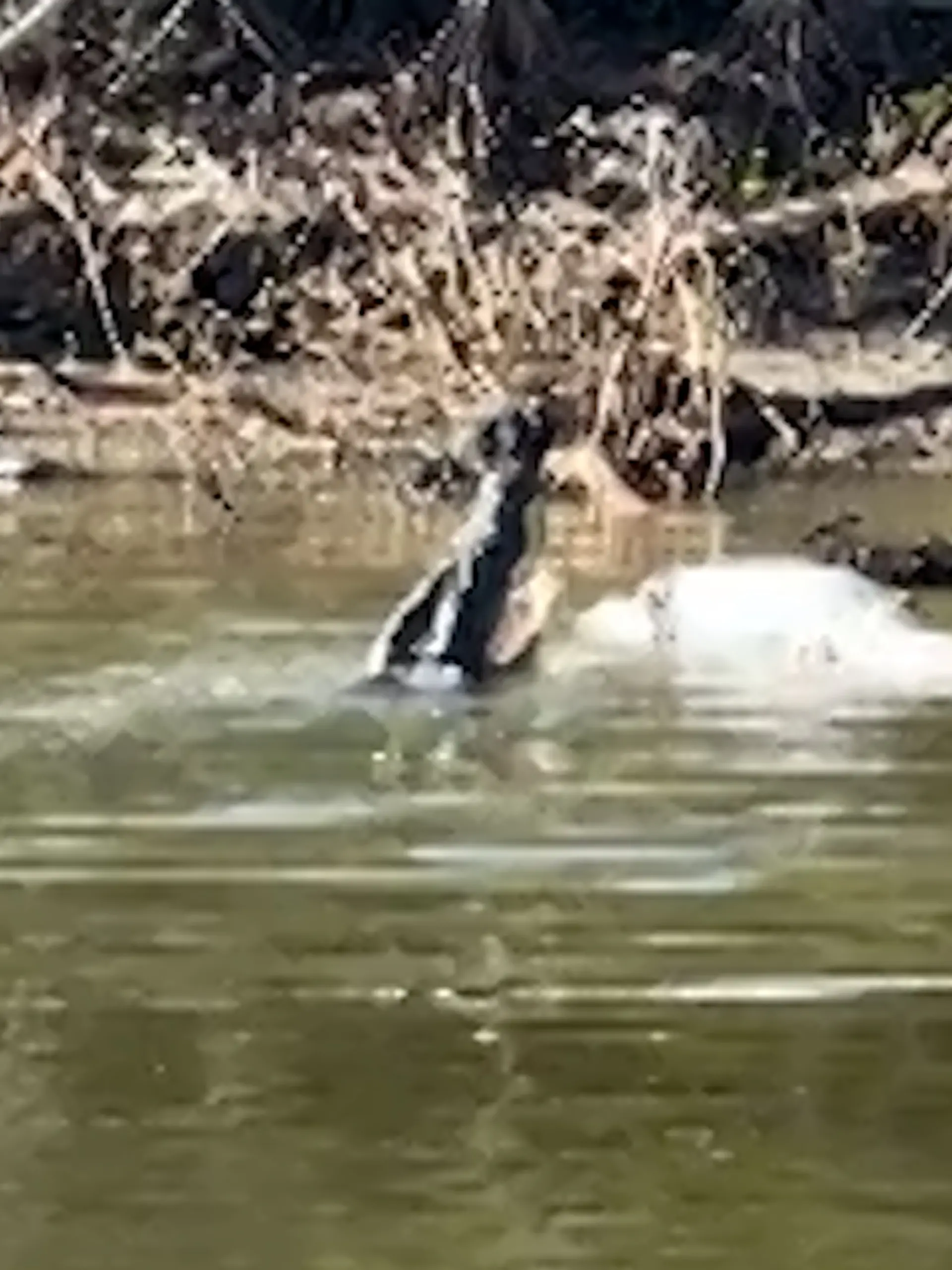 Ein Krokodil frisst ein anderes, totes Krokodil.