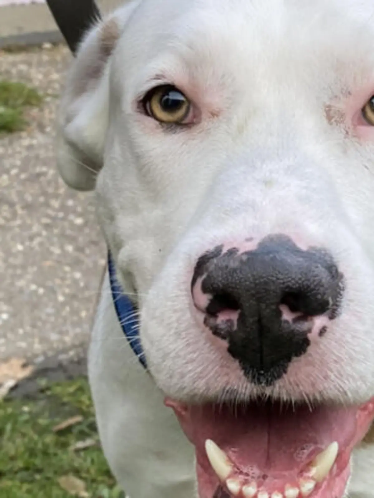Hund Rudi wurde im Tierheim Bergheim abgegeben.