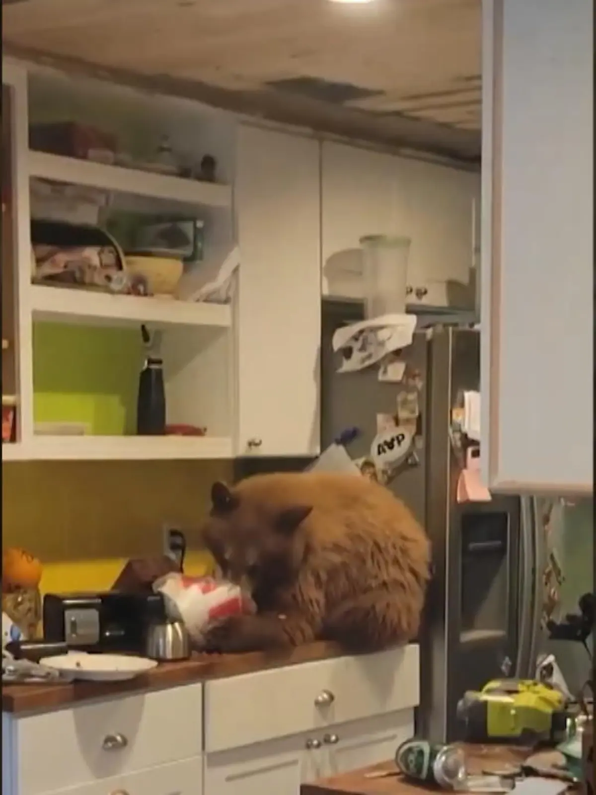 Als ein Kalifornier nach Hause kommt, bemerkt er eine kaputte Tür. In der Wohnung angekommen trifft er dann einen Bären, der über das Hähnchen in seiner Küche herfällt. Wie das Treffen der beiden ausgeht, erfahren Sie im Video.