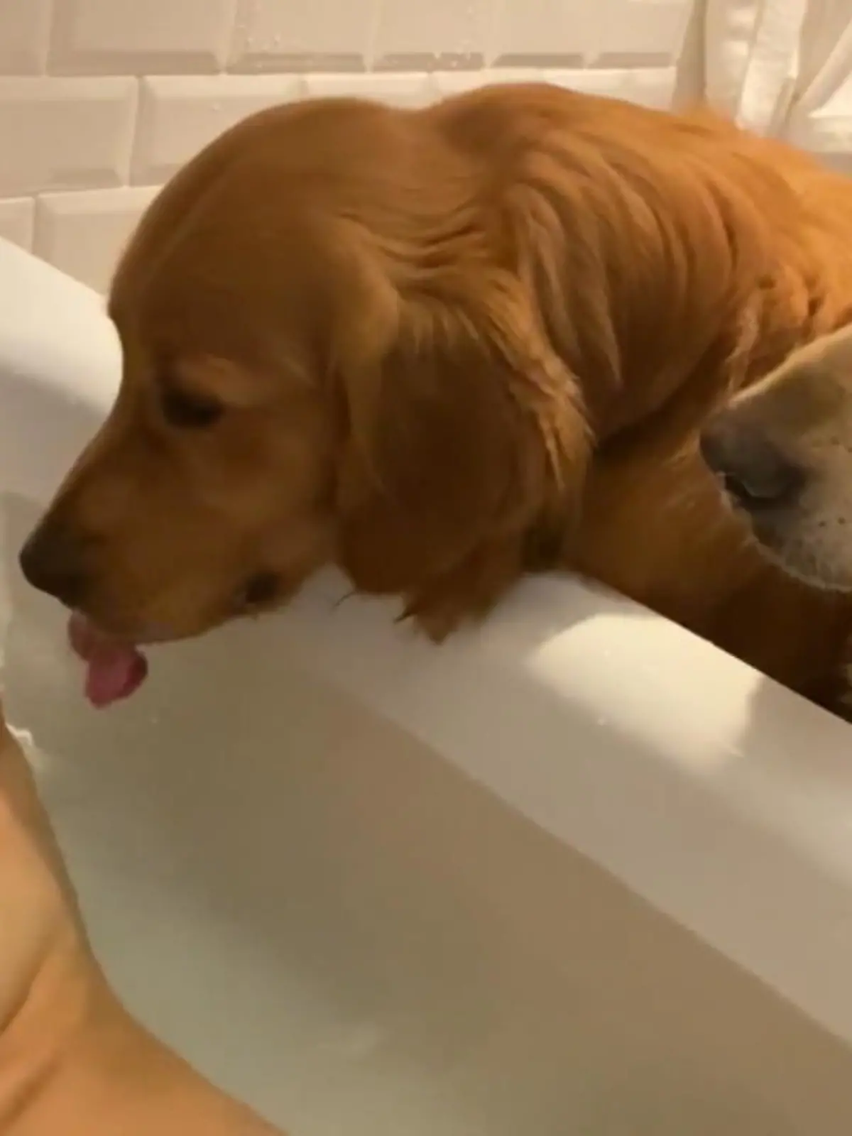 Eigentlich wollte Ursula AItchison aus London ein entspanntes Bad nehmen und sich endlich mal mit niemand anderem beschäftigen. Ihre beiden Golden Retriever Huxley und Hugo hatten allerdings andere Pläne!