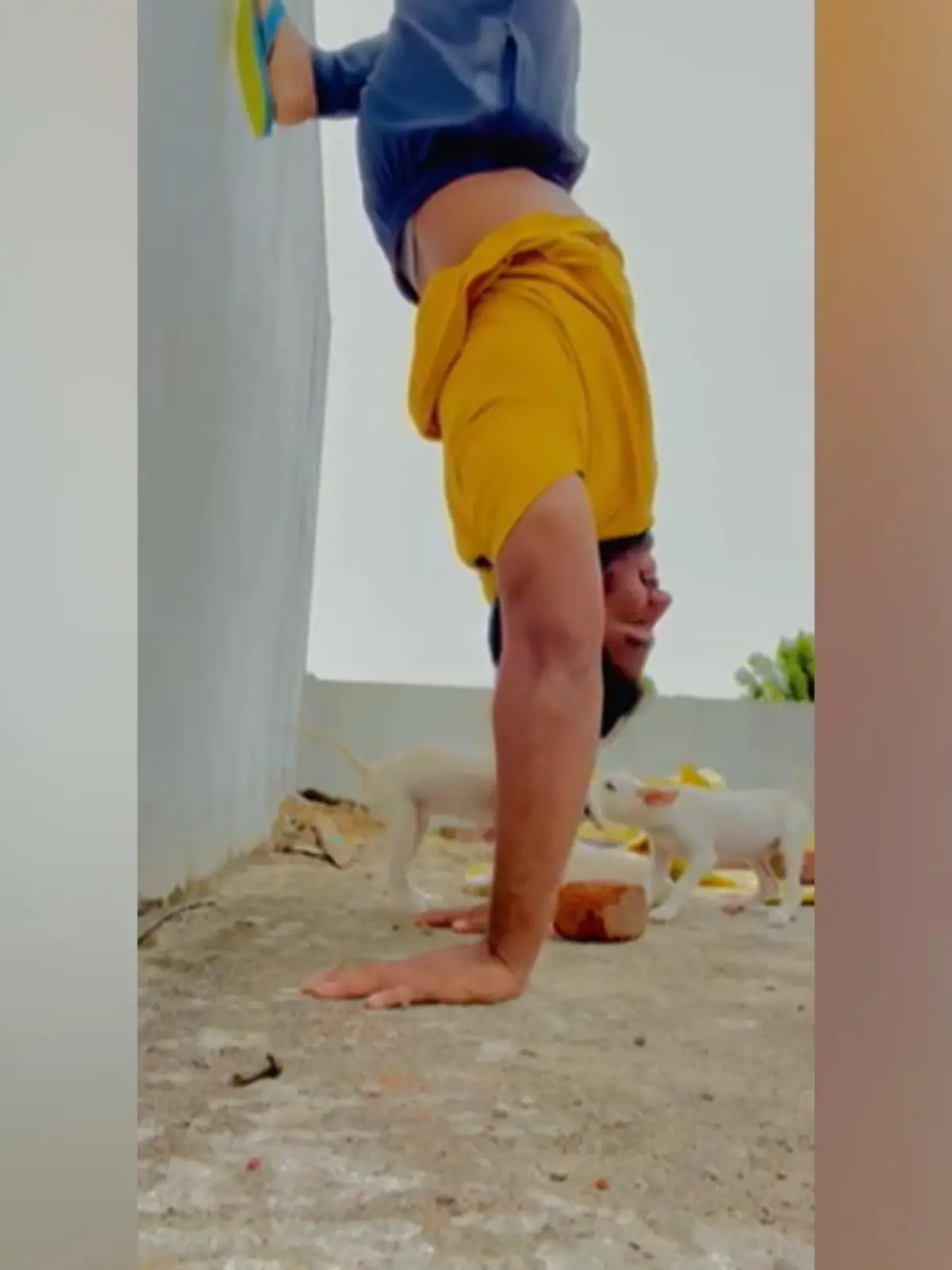 Dieser Mann wollte eigentlich nur in Ruhe seinen Handstand üben, während seine beiden Welpen neben ihm spielen. Aber sein verkrampfter Blick lässt vermuten, dass irgendetwas hier nicht stimmt.