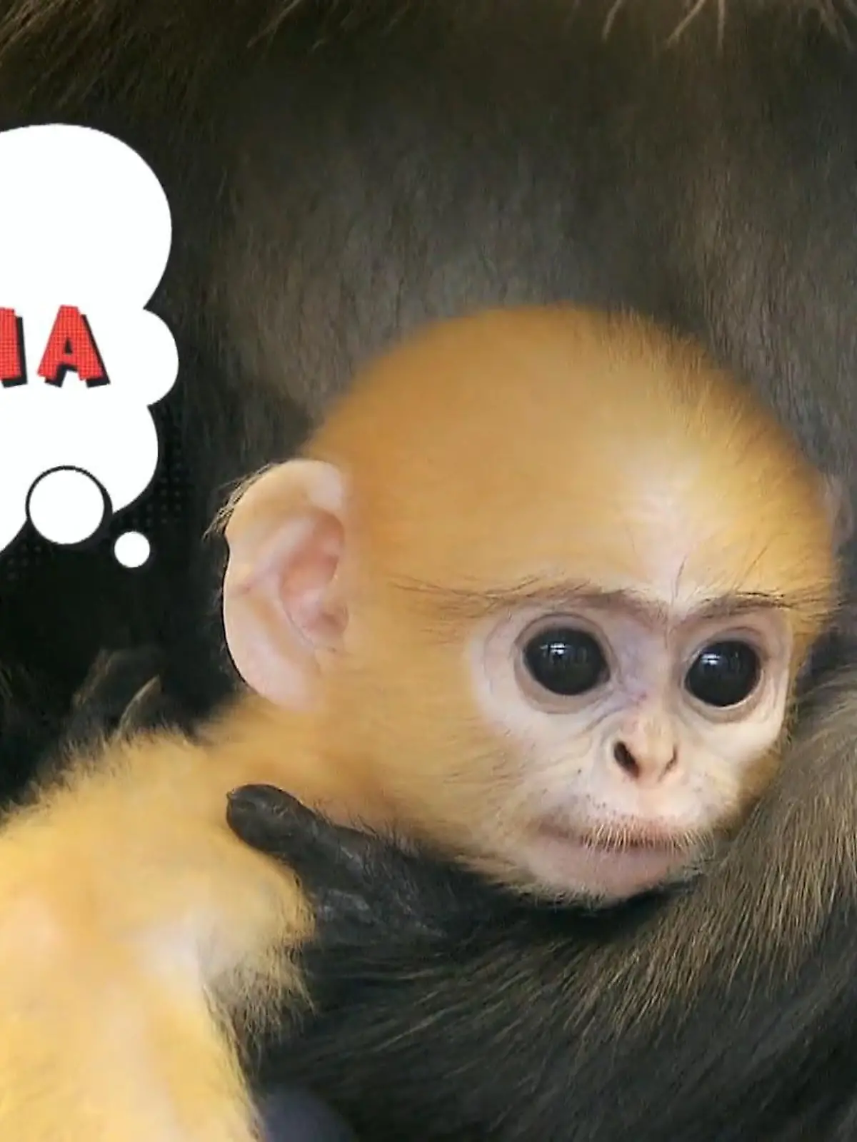 Bild zu: "Hanna ist der Star im Erfurter Zoo"