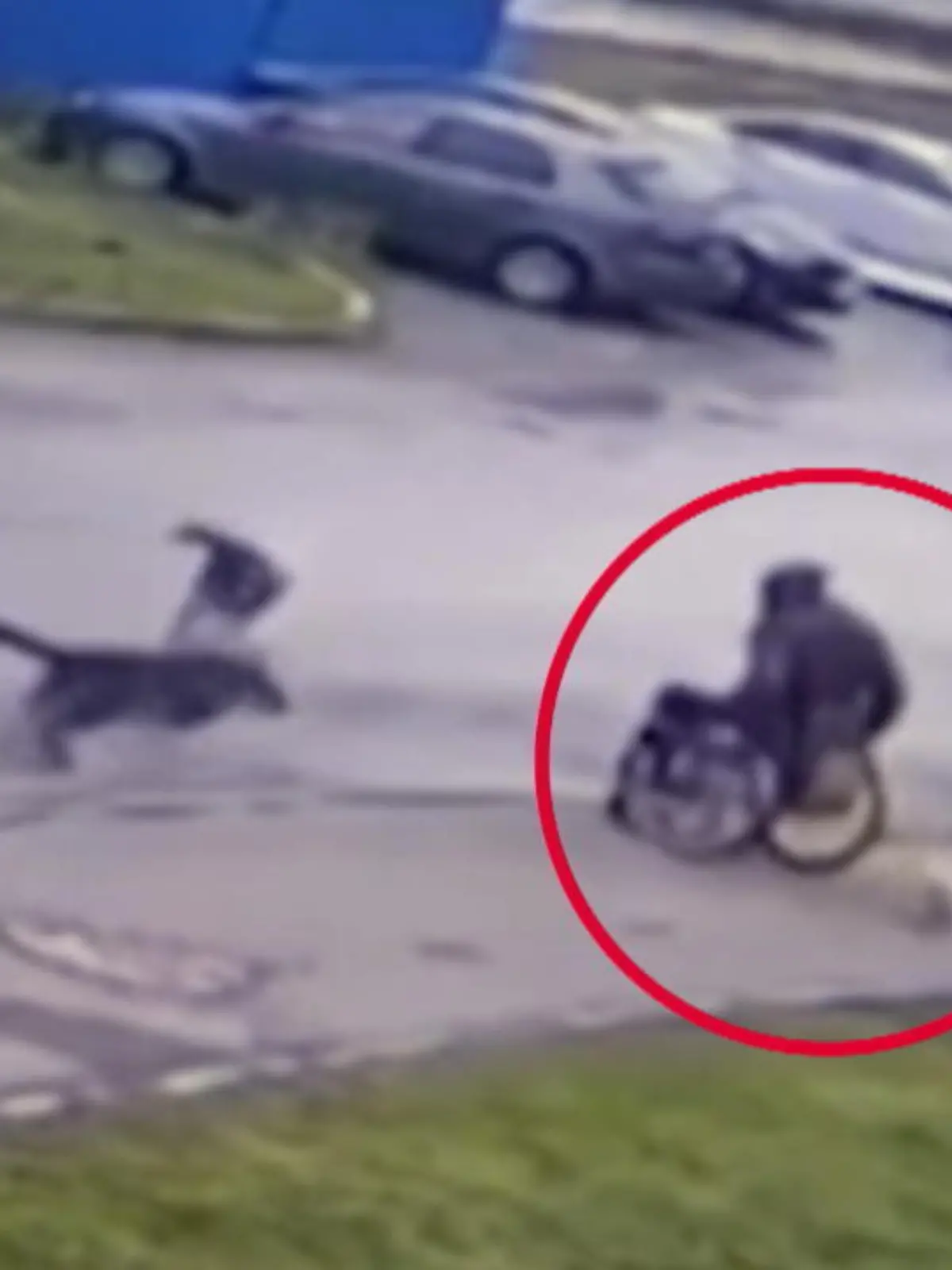 Weil drei Streuner auf seinen Welpen, einen Mops, losgehen, gibt dieser Rollstuhlfahrer alles. Er lässt sich fallen, um sein Tier aus den Fängen der Straßenhunde zu befreien. Mit Erfolg?