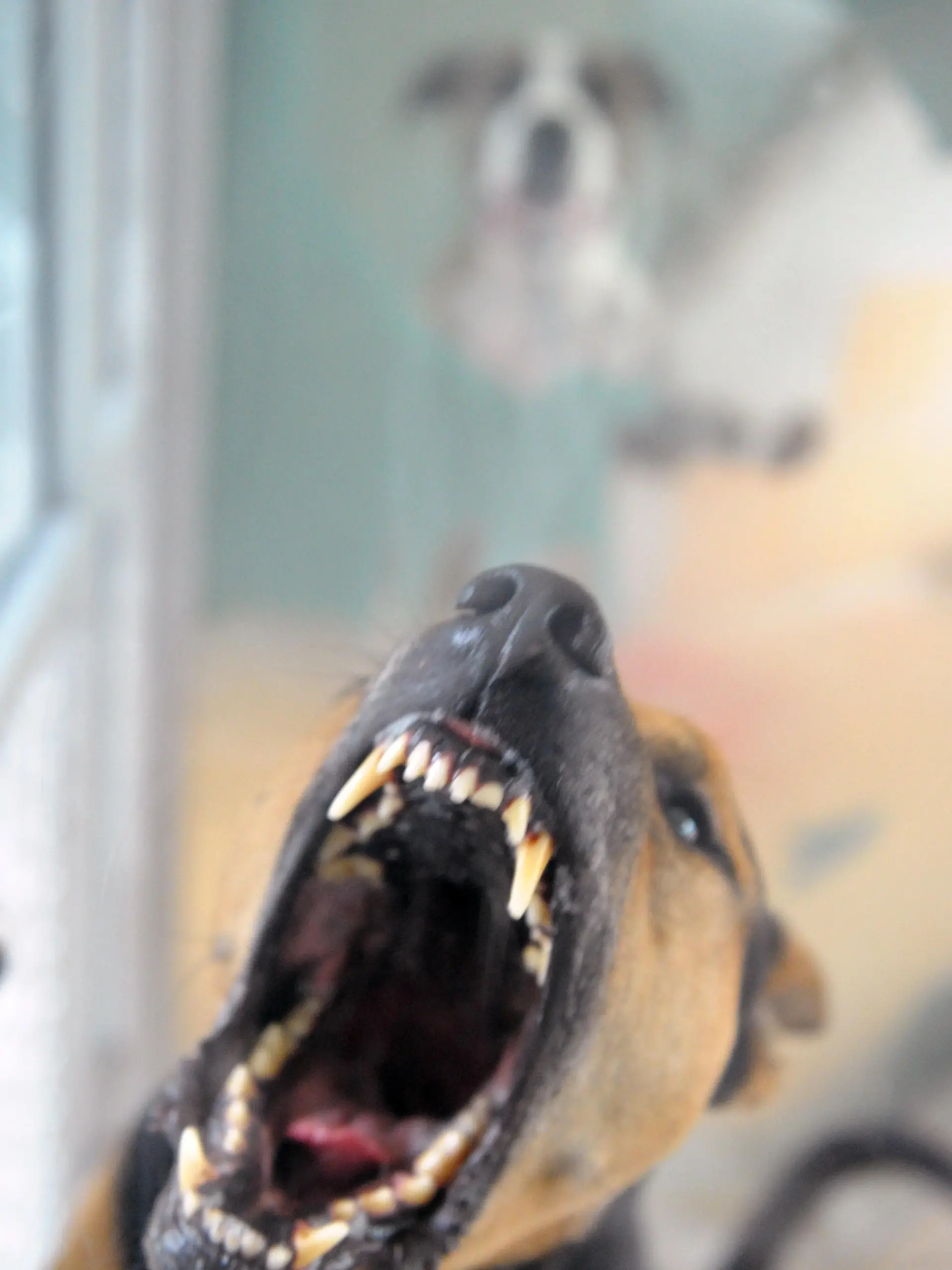 Ein Hund steht am Mittwoch (11.08.2010) im Tierheim in Berlin bellend in seiner Box und fletscht die Zähne. Foto: Soeren Stache
