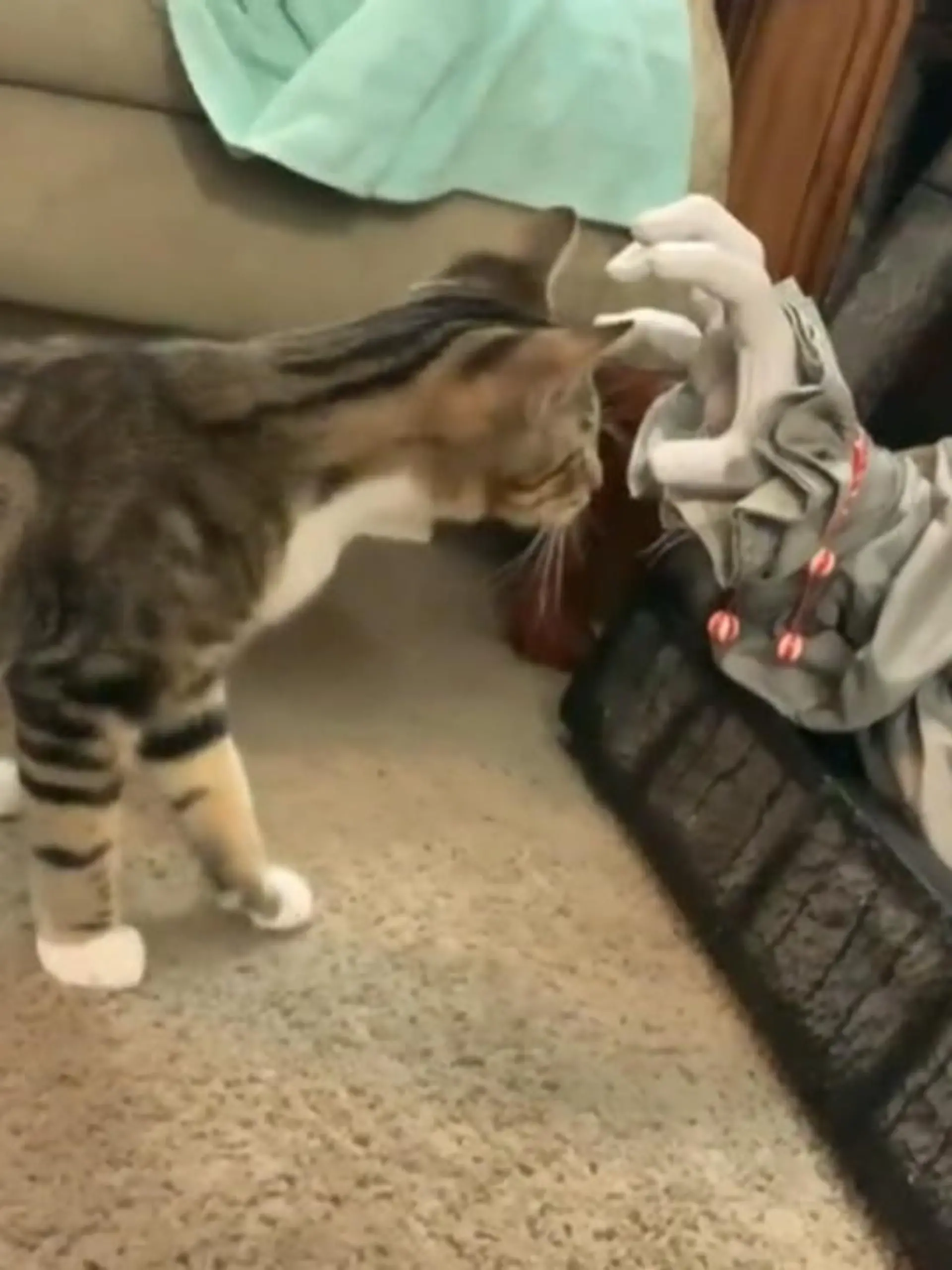 Diese Katze hat im Haus die Horror-Deko von Mama entdeckt – inklusive Grusel-Clown Pennywise. Wie die Begegnung der beiden ausgeht, erfahren Sie im Video.