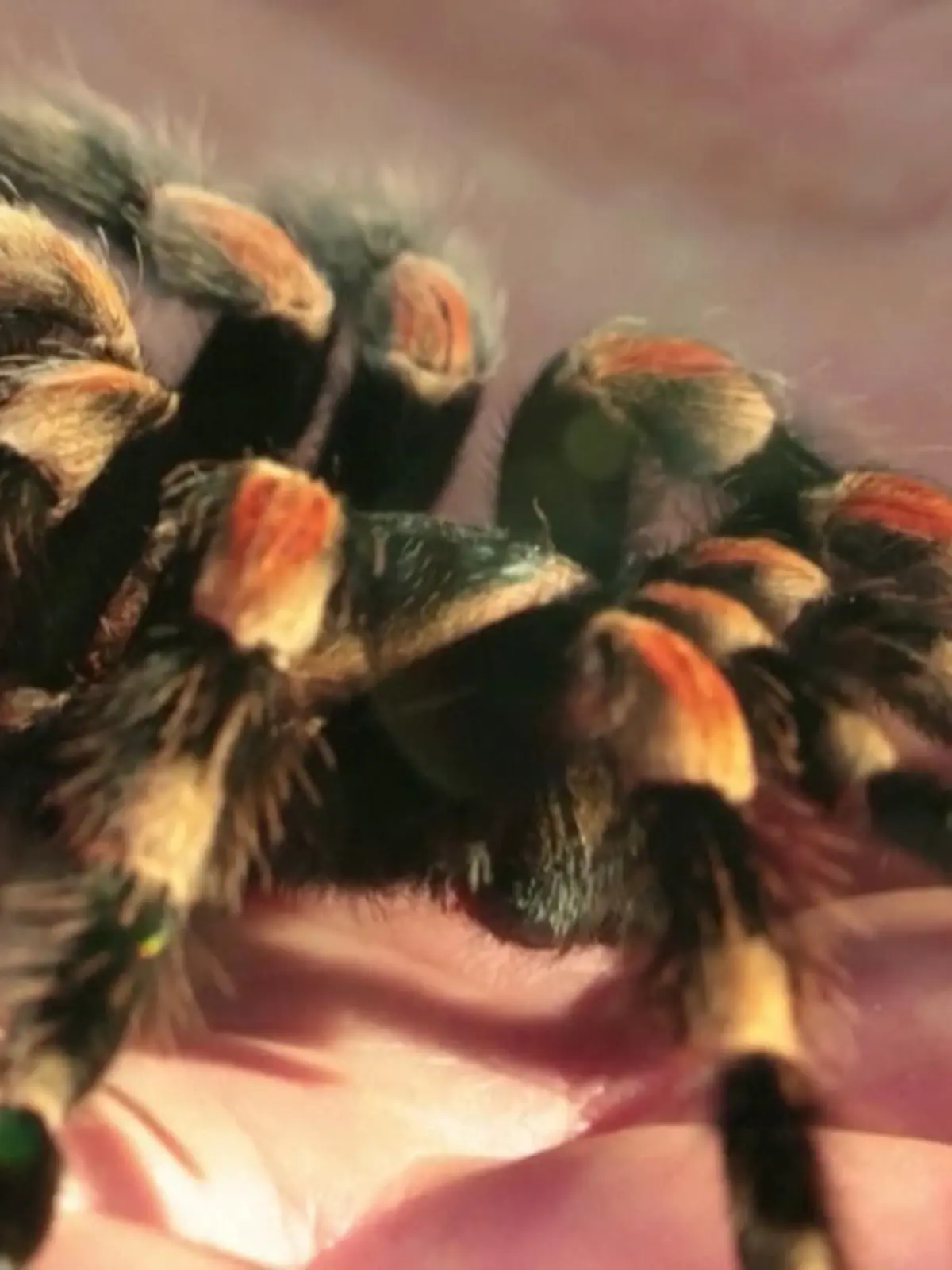 Allein dieser Anblick ist für viele der blanke Horror. Insbesondere für diejenigen, die unter einer Spinnenphobie leiden. Der Londoner Zoo bietet seit 30 Jahren ein Hypnose-Programm an, das Abhilfe schaffen soll