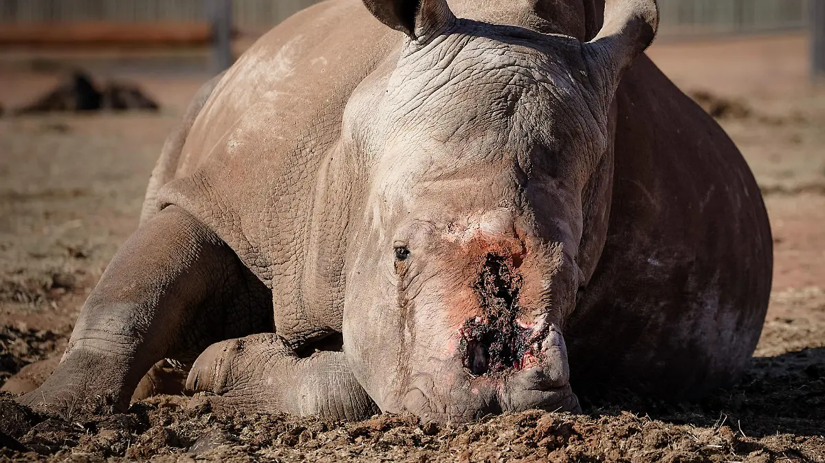 SONDERKONDITION

Nashorn weint vor Schmerz - Wilderer hackten das Horn ab und verletzten den Schädel

Das Nashorn hat Tränen in den Augen: Herzzerreißende Bilder zeigen ein 4.500 Pfund großes südliches Breitmaulnashorn, das "vor Schmerzen weint", nachdem Wilderer sein Horn abgehackt und einen Teil des Knochens in seinem Schädel im südafrikanischen Wildreservat entfernt haben
Südliches Breitmaulnashorn

Copyright: hgm-press 

Foto ist honorarpflichtig pro Einzelveröffentlichung. 
Zuzuordnender Autorenvermerk: hgm-press 
Online-Medien: maximale Standzeit zwei Monate. 

Verschlagwortung: AGT9, Spektakel, Spektakuläres, spektakulär, Schicksal, Tierreich, Tierwelt, Tiergeschichte, Tier, Tiere, Nashorn, Nashörner, südliches Breitmaulnashorn, südliche Breitmaulnashörner, Northern White Rhinoceros, vom Aussterben bedroht, steht vor der Ausrottung, letzte Exemplare, die letzten ihrer Art, abgeschlagenes Horn, Abgehackte Horn, verletzter Knochen, Knochenverletzung, schwere Verletzung, verletzt, offener Knochen, Schädel, Schädelverletzung, Reservat, Schutzgebiet, Auffangstation, aussen, außen, 


