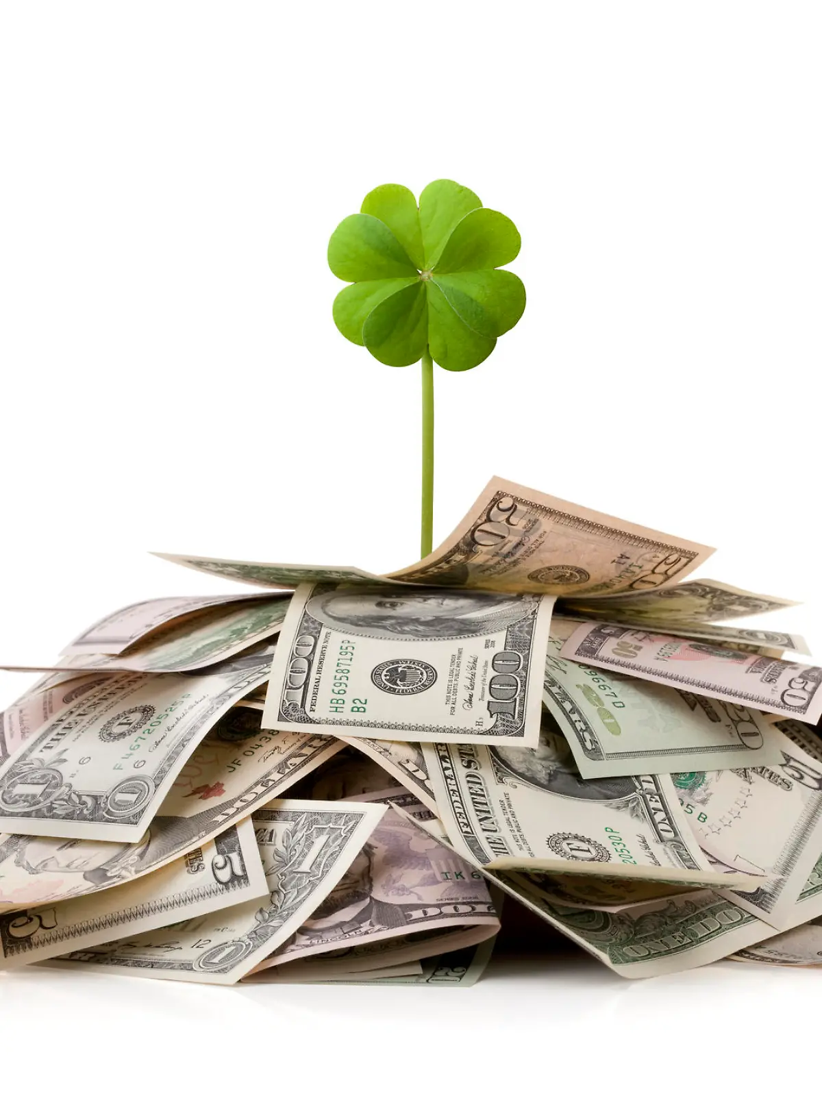 Four leaf clover standing on a stack of US dollars isolated on white background.