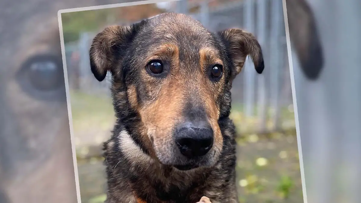Hund Pörszi