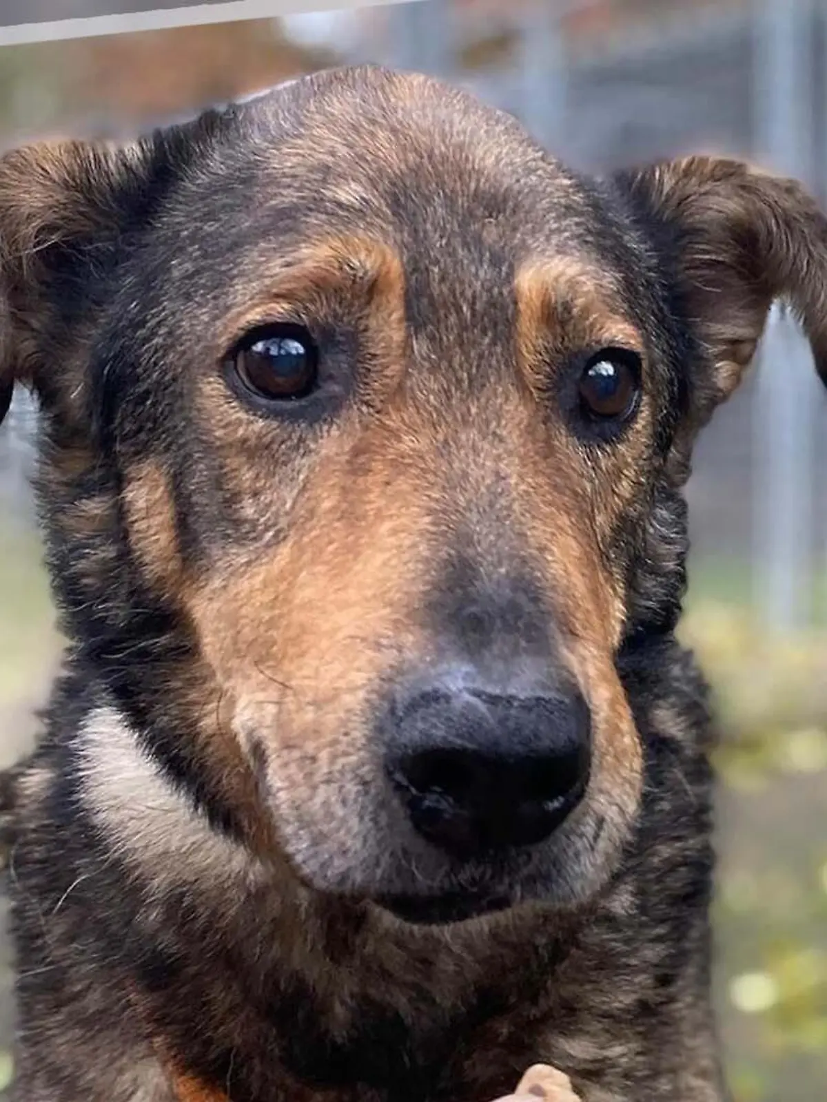 Hund Pörszi