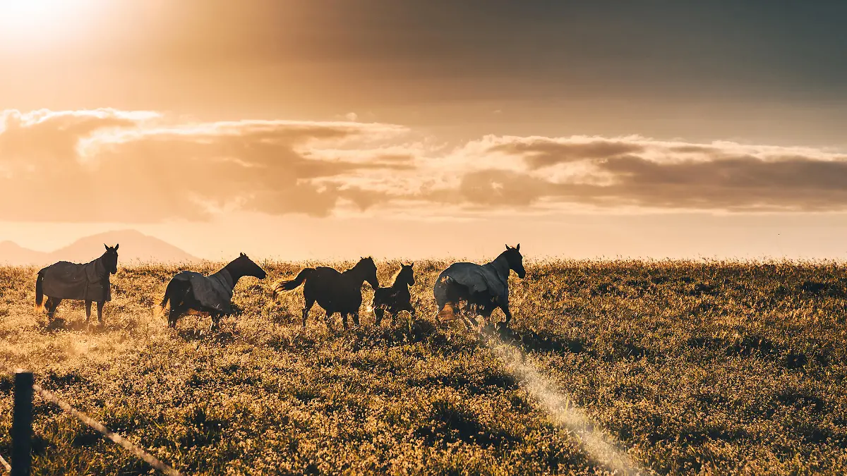 wild horses in australia