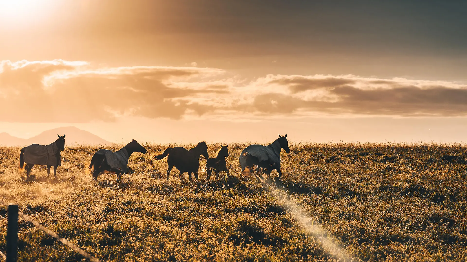wild horses in australia