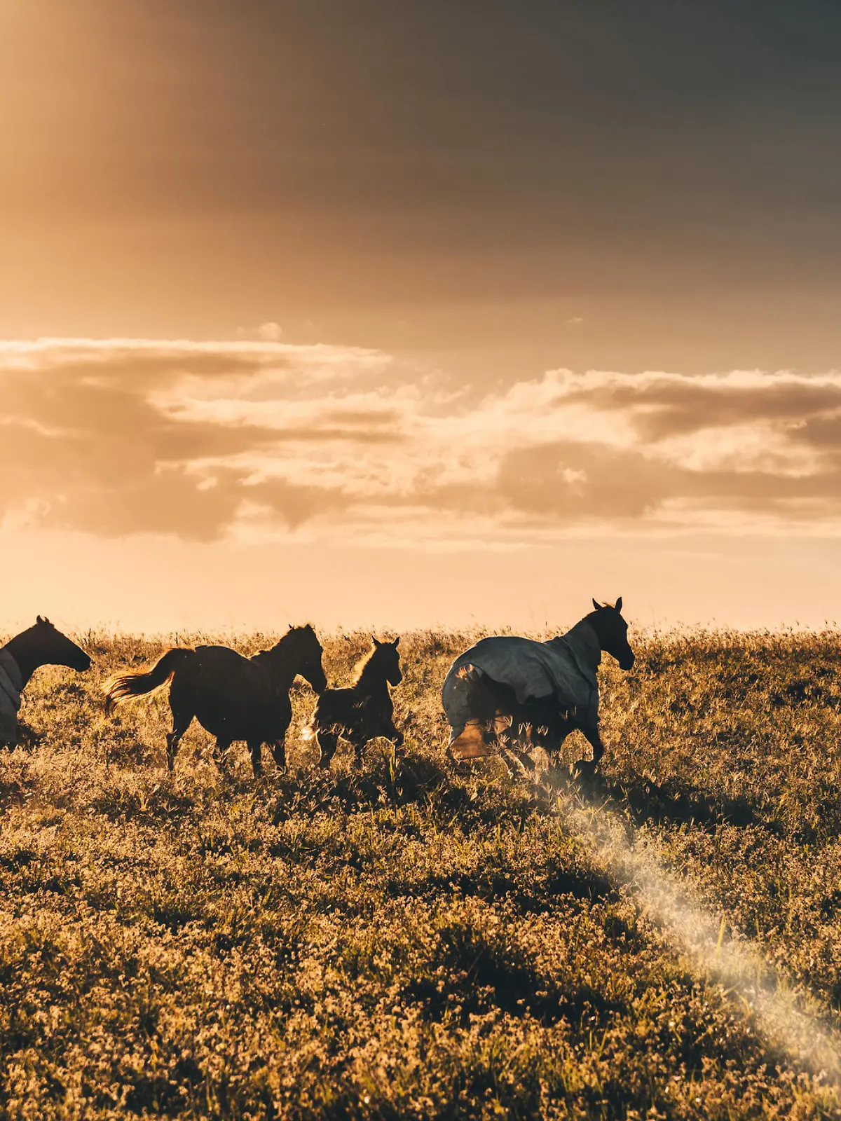 wild horses in australia