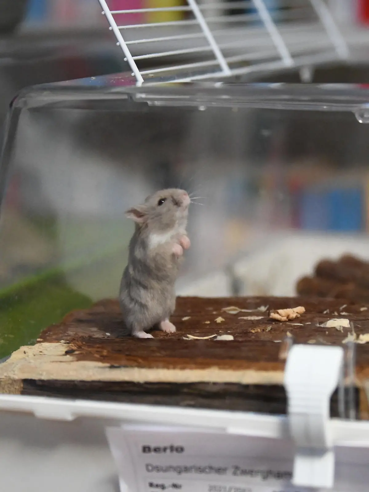 Bild zu: "In einem Haushalt wurden 50 (!) Hamster sichergestellt"