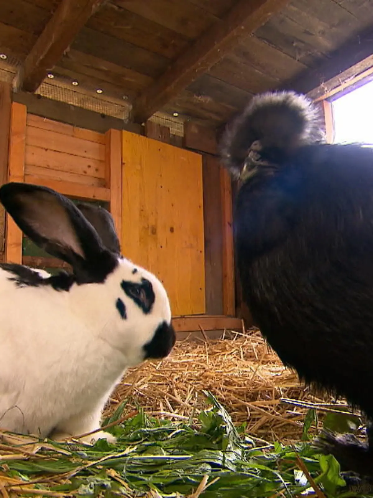 Bild zu: "Hahn & Kaninchen sind Kuschel-Kumpels"