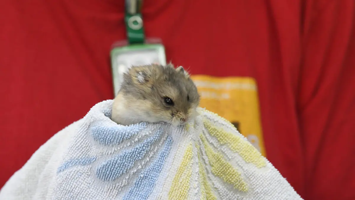 Hamster im Tierheim Berlin