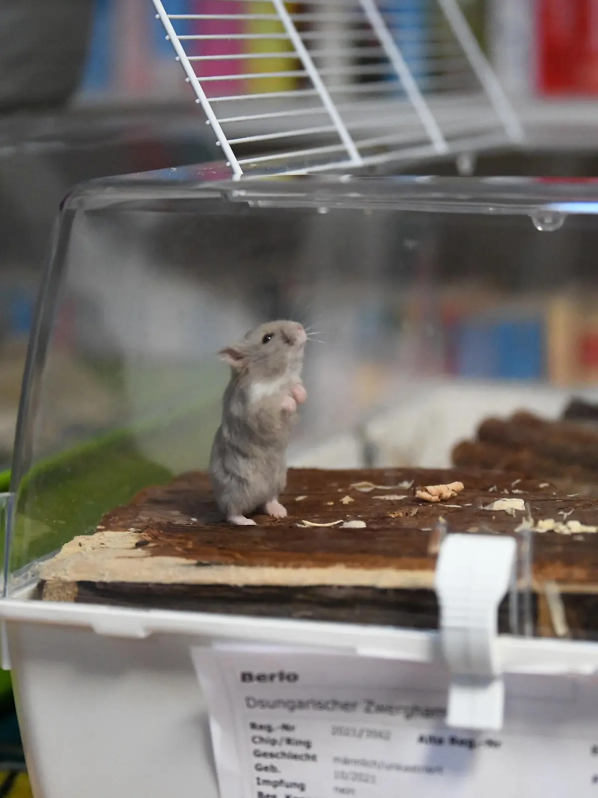 Hamster im Tierheim Berlin