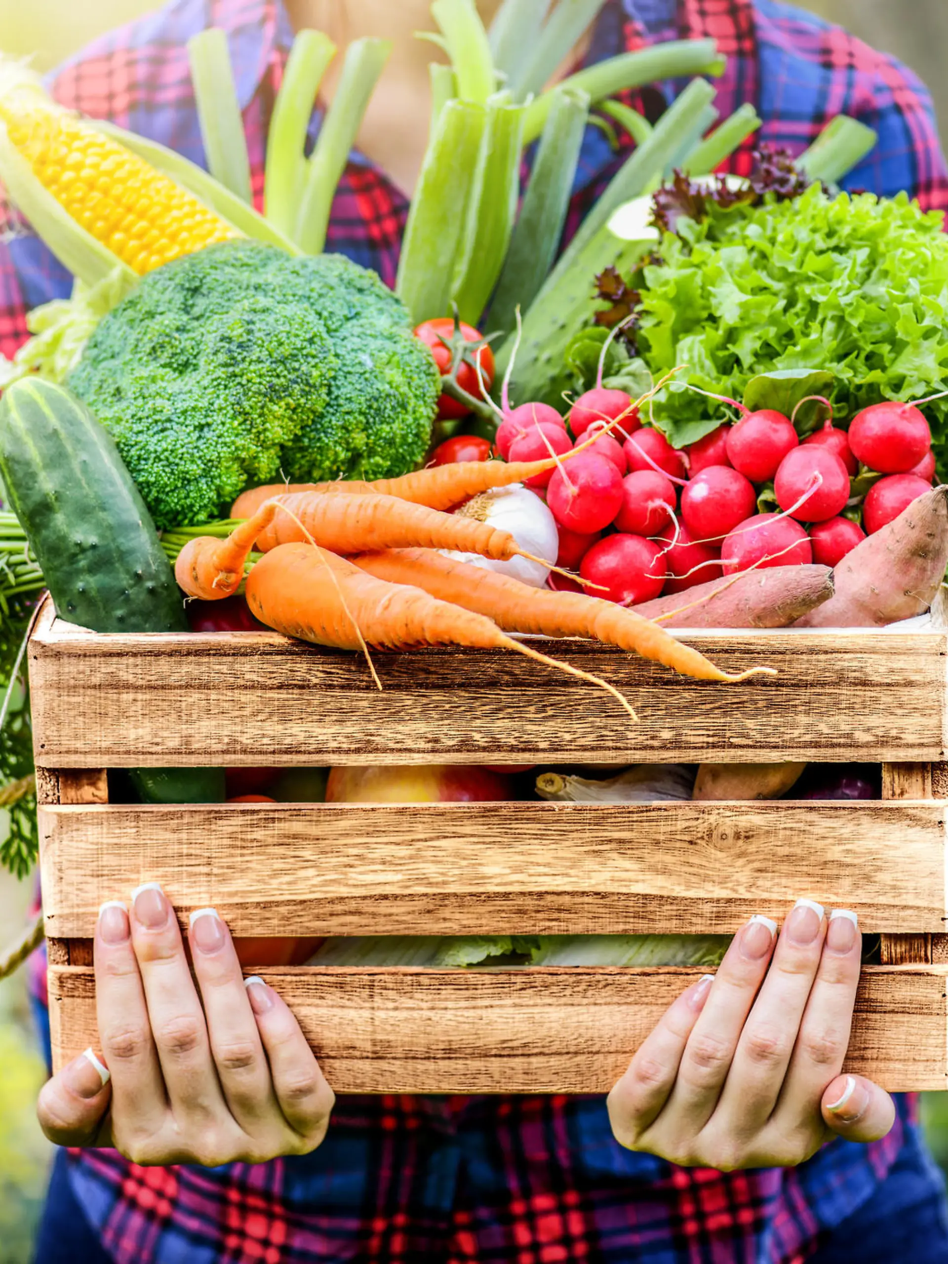 Farmer woman holding wooden box full of fresh raw vegetables. Basket with vegetable (cabbage, carrots, cucumbers, radish, corn, garlic and peppers) in the hands.