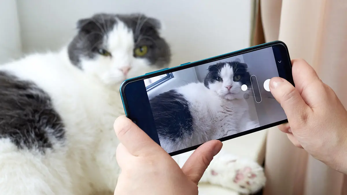 A woman photographs her cute fold cat on the smartphone.