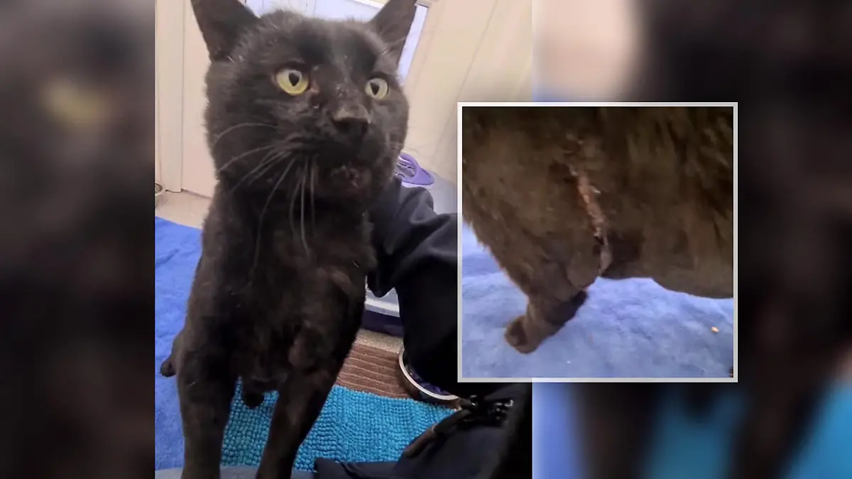 Katze Rob sucht ein neues Zuhause