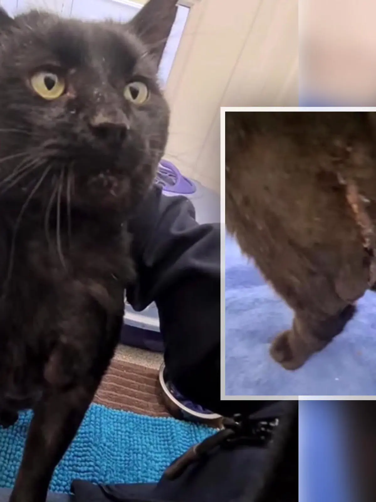 Katze Rob sucht ein neues Zuhause