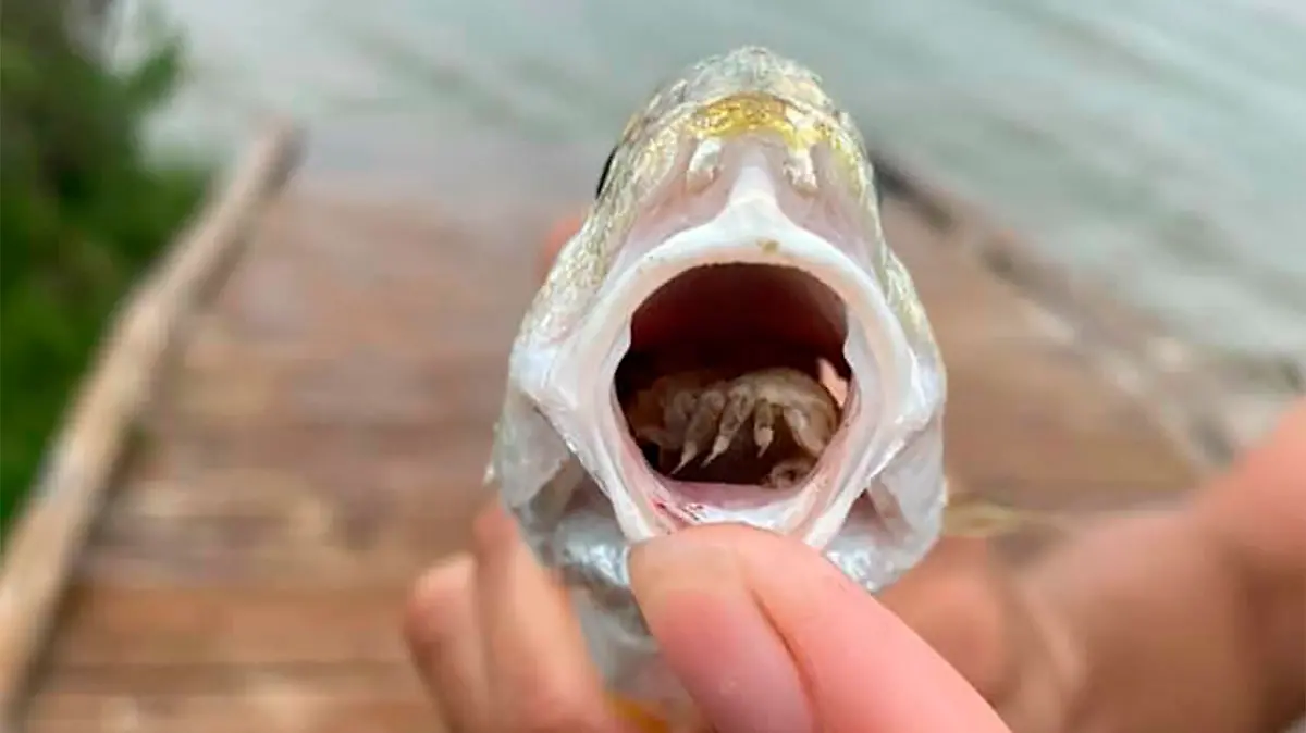 Officials at the Texas Parks and Wildlife Department have discovered a strange parasite that eats a fishs tongue and takes its place.
In a first-of-its-kind discovery, the officials found that the parasite not only eats a fishs tongue, but it replaces the organ and starts feasting on the mucus in its mouth.
Referred to as both a snapper-choking isopod and tongue-eating louse, the strange creature resembles a pill bug, according to the experts who witnessed it first-hand.
A picture of the parasite inside a fishs mouth has been making rounds on social media, leaving many bewildered. The fish containing the parasite was found at Galveston Island State Park, according to officials.
This is the first time scientists have seen a parasite replacing an entire organ in the hosts body. HuffPost supports this claim, saying this is the only known example of a parasite replacing an organ of its host.
In essence, the parasite becomes part of the fish to survive on the mucus excreted in the fishs mouth. It is not clear what the long-term effects of having that parasite inside the fish mouth would be.
Scientists are currently unable to explain how this could be possible, but officials say that the parasite does not kill the fish or affect humans.
Though the parasite might sound as scary as something out of the movies, it is not fatal, officials say. In a Facebook post, they clarified that the creature does not kill fish or humans.
When: 26 Oct 2021
Credit: Texas Parks and Wildlife Department/Cover Images
**EDITORIAL USE ONLY. MATERIALS ONLY TO BE USED IN CONJUNCTION WITH EDITORIAL STORY. THE USE OF THESE MATERIALS FOR ADVERTISING, MARKETING OR ANY OTHER COMMERCIAL PURPOSE IS STRICTLY PROHIBITED. MATERIAL COPYRIGHT REMAINS WITH TEXAS PARKS AND WILDLIFE DEPARTMENT.**