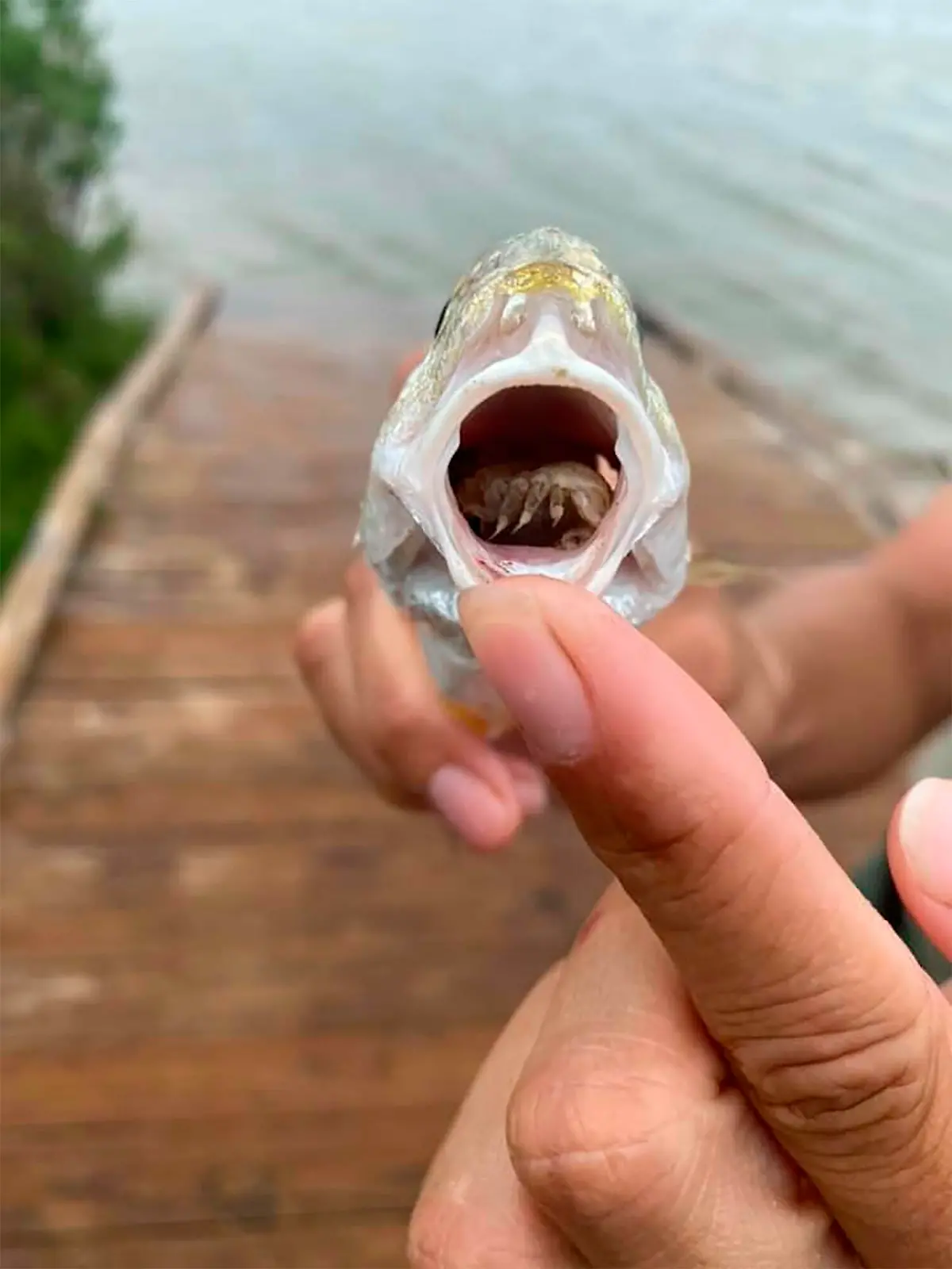 Officials at the Texas Parks and Wildlife Department have discovered a strange parasite that eats a fishs tongue and takes its place.

In a first-of-its-kind discovery, the officials found that the parasite not only eats a fishs tongue, but it replaces the organ and starts feasting on the mucus in its mouth.

Referred to as both a snapper-choking isopod and tongue-eating louse, the strange creature resembles a pill bug, according to the experts who witnessed it first-hand.

A picture of the parasite inside a fishs mouth has been making rounds on social media, leaving many bewildered. The fish containing the parasite was found at Galveston Island State Park, according to officials. 

This is the first time scientists have seen a parasite replacing an entire organ in the hosts body. HuffPost supports this claim, saying this is the only known example of a parasite replacing an organ of its host.

In essence, the parasite becomes part of the fish to survive on the mucus excreted in the fishs mouth. It is not clear what the long-term effects of having that parasite inside the fish mouth would be.

Scientists are currently unable to explain how this could be possible, but officials say that the parasite does not kill the fish or affect humans.

Though the parasite might sound as scary as something out of the movies, it is not fatal, officials say. In a Facebook post, they clarified that the creature does not kill fish or humans.

When: 26 Oct 2021
Credit: Texas Parks and Wildlife Department/Cover Images

**EDITORIAL USE ONLY. MATERIALS ONLY TO BE USED IN CONJUNCTION WITH EDITORIAL STORY. THE USE OF THESE MATERIALS FOR ADVERTISING, MARKETING OR ANY OTHER COMMERCIAL PURPOSE IS STRICTLY PROHIBITED. MATERIAL COPYRIGHT REMAINS WITH TEXAS PARKS AND WILDLIFE DEPARTMENT.**