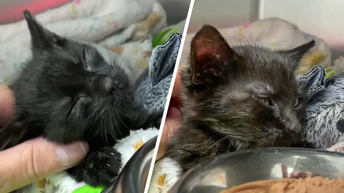 Kater Michel ist noch sehr klein und wurde im Tierheim Koblenz abgegeben. Dort versucht man, ihn aufzupäppeln.