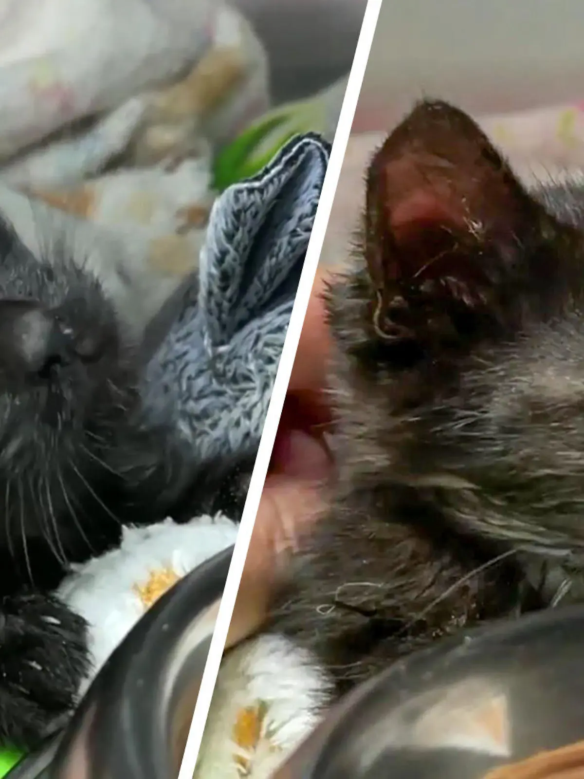 Kater Michel ist noch sehr klein und wurde im Tierheim Koblenz abgegeben. Dort versucht man, ihn aufzupäppeln.