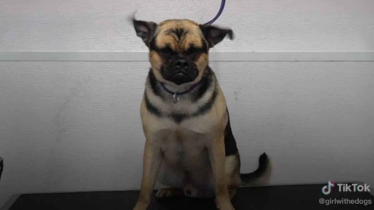 tiktok/girlwithedogs