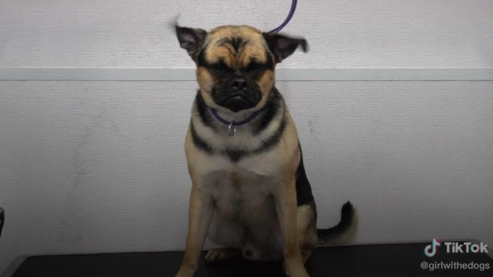 tiktok/girlwithedogs
