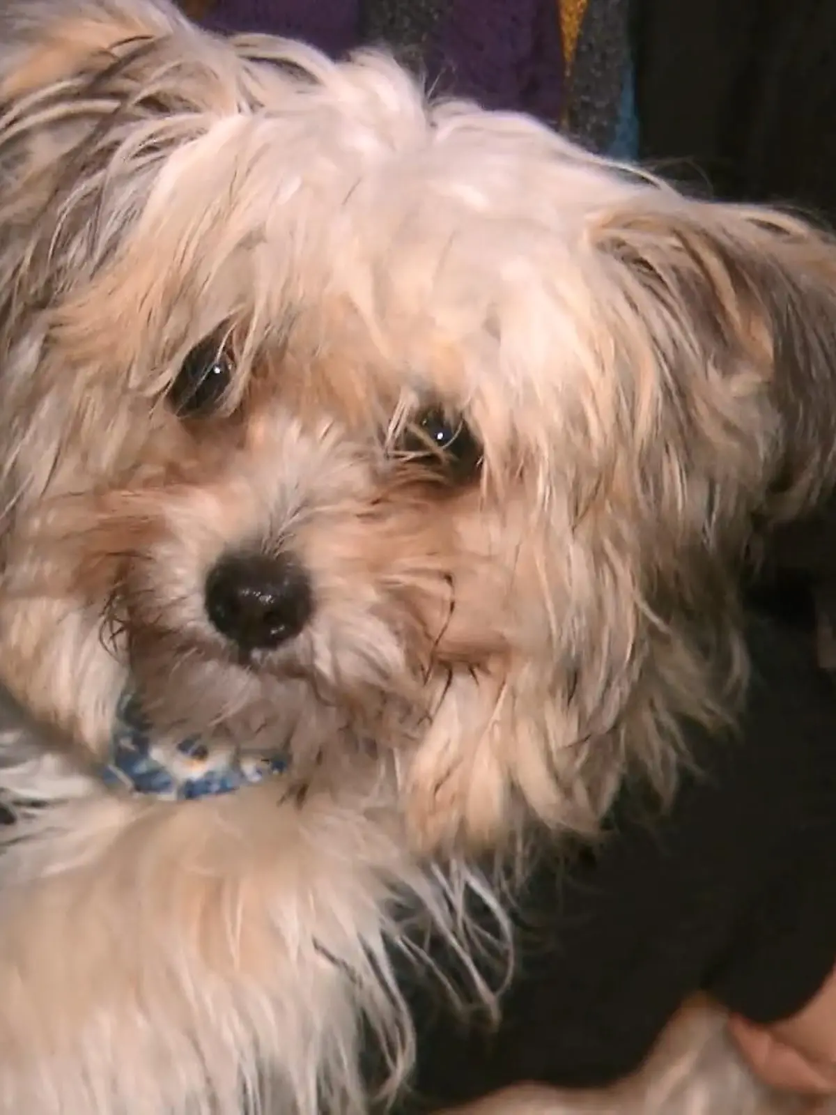 Bild zu: "Chihuahua-Havanese ausgebüxt"
